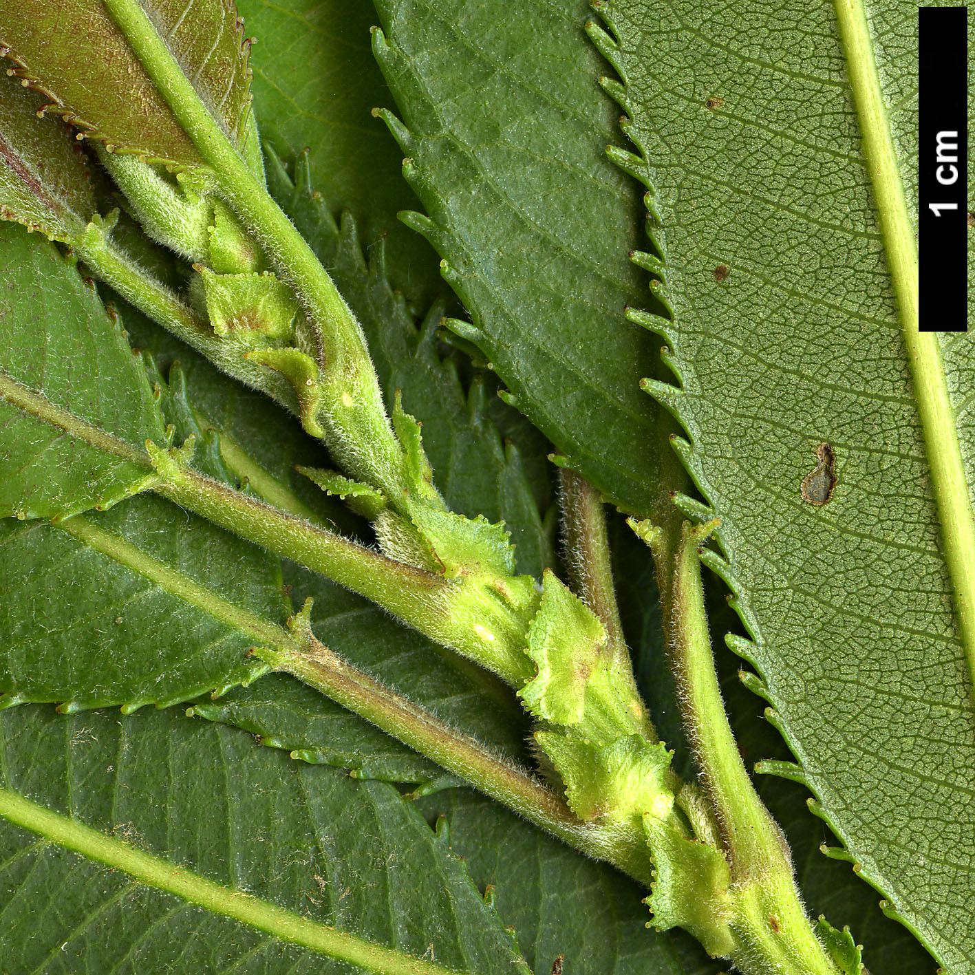 High resolution image: Family: Salicaceae - Genus: Salix - Taxon: triandra