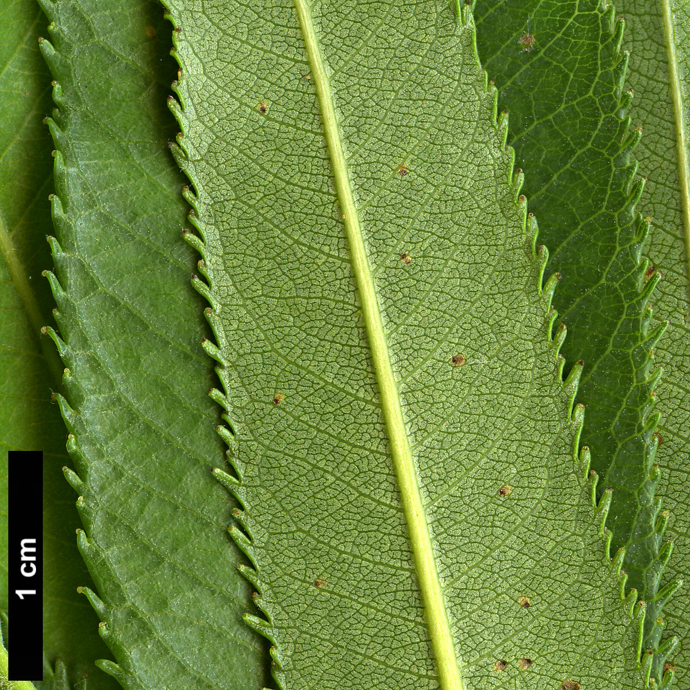 High resolution image: Family: Salicaceae - Genus: Salix - Taxon: triandra