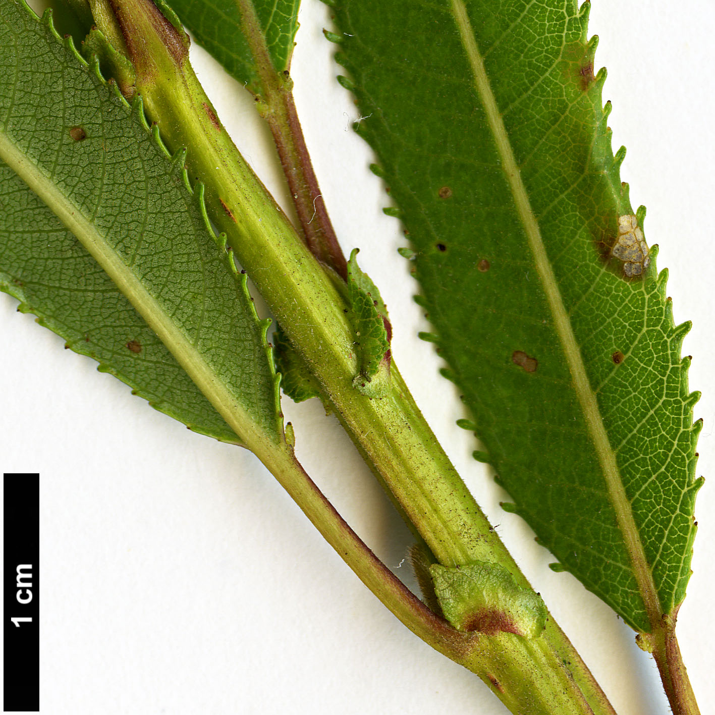 High resolution image: Family: Salicaceae - Genus: Salix - Taxon: triandra