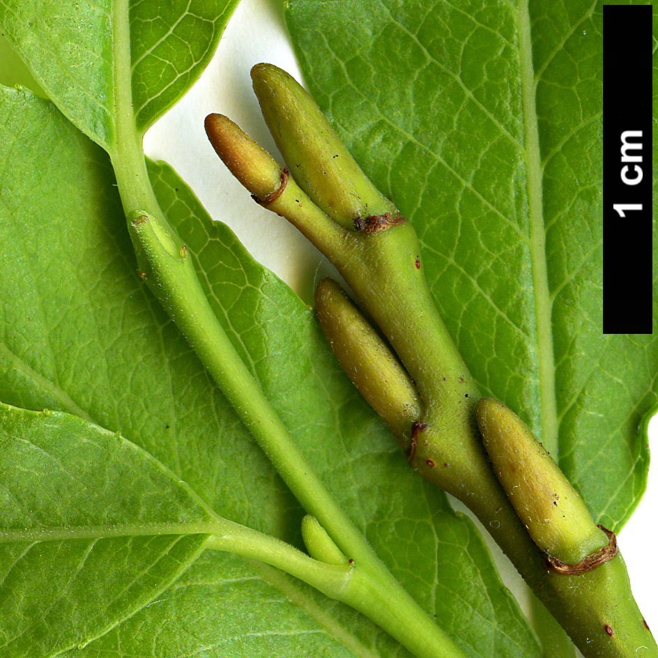 High resolution image: Family: Salicaceae - Genus: Salix - Taxon: waldsteiniana