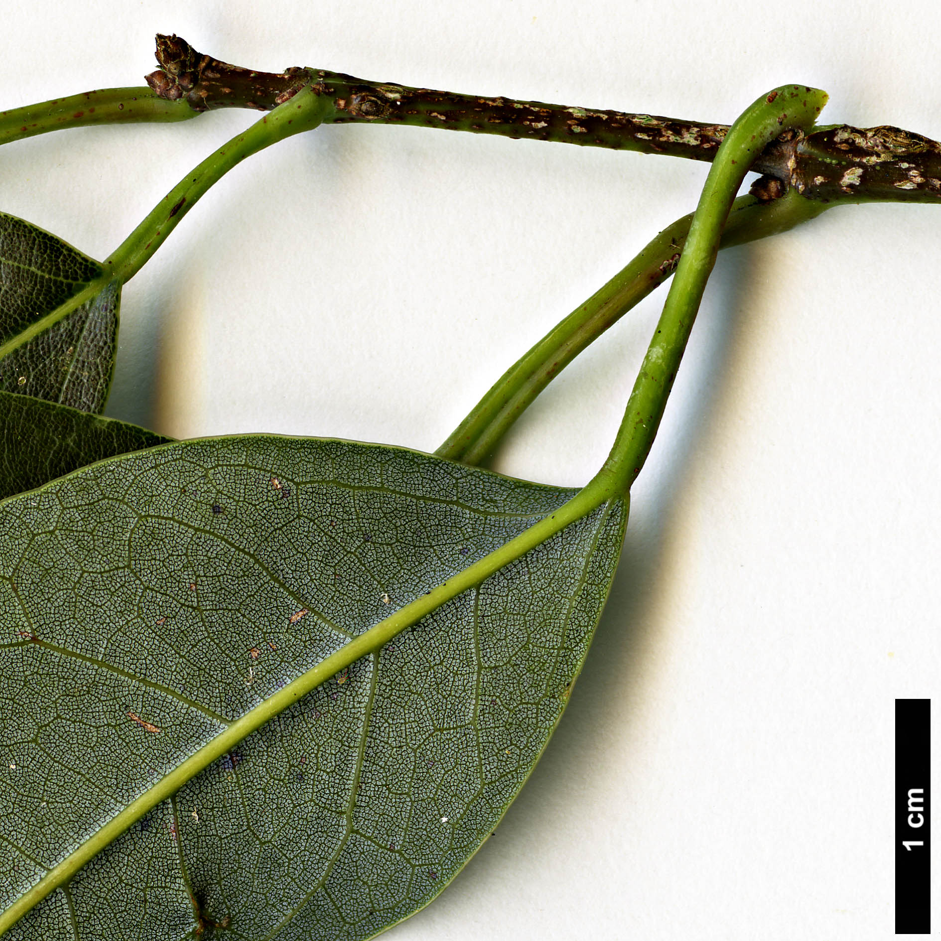 High resolution image: Family: Sapindaceae - Genus: Acer - Taxon: albopurpurascens