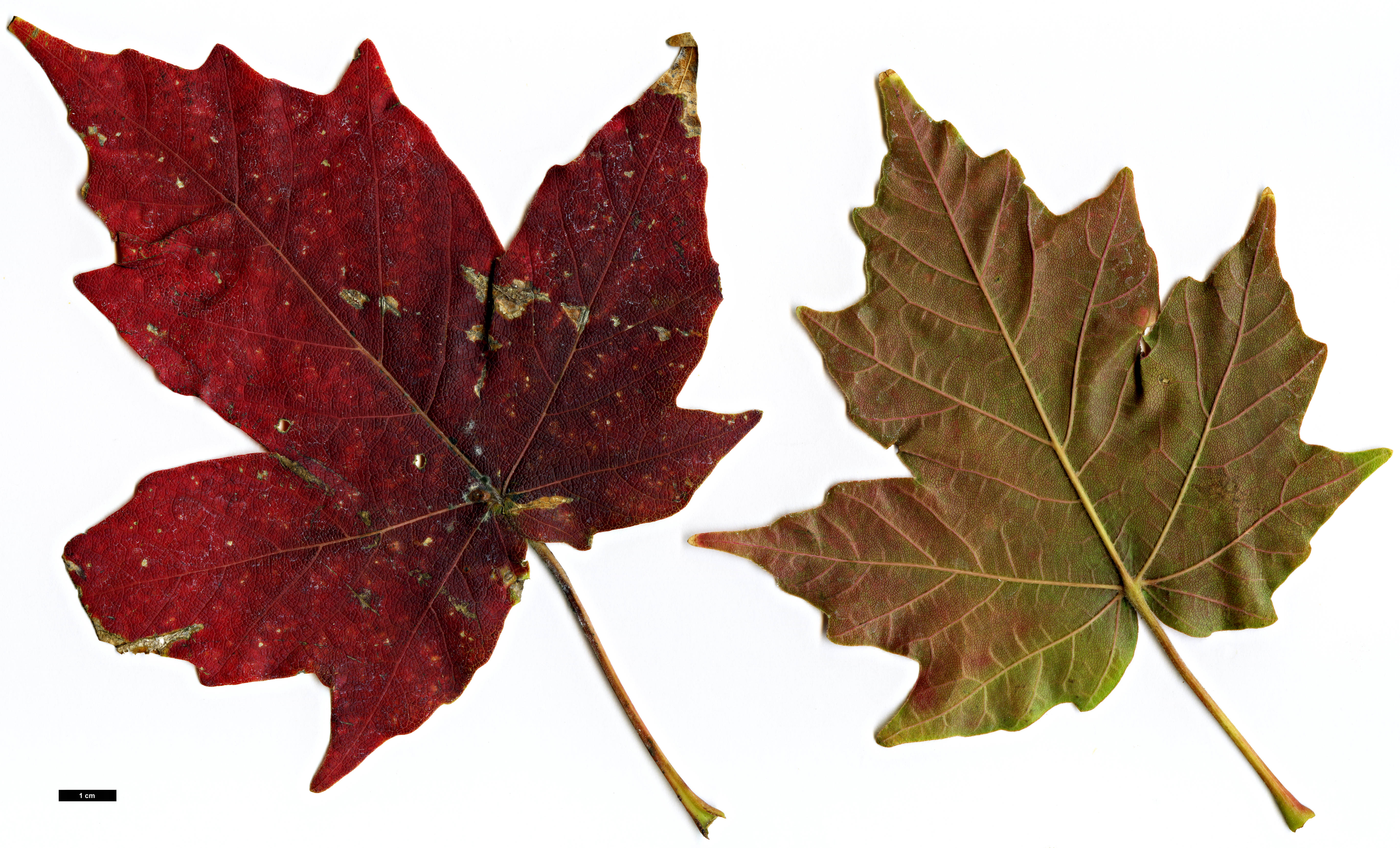 High resolution image: Family: Sapindaceae - Genus: Acer - Taxon: amamiense