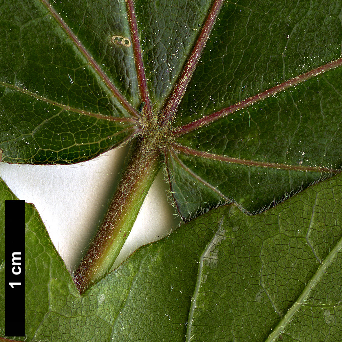 High resolution image: Family: Sapindaceae - Genus: Acer - Taxon: amamiense