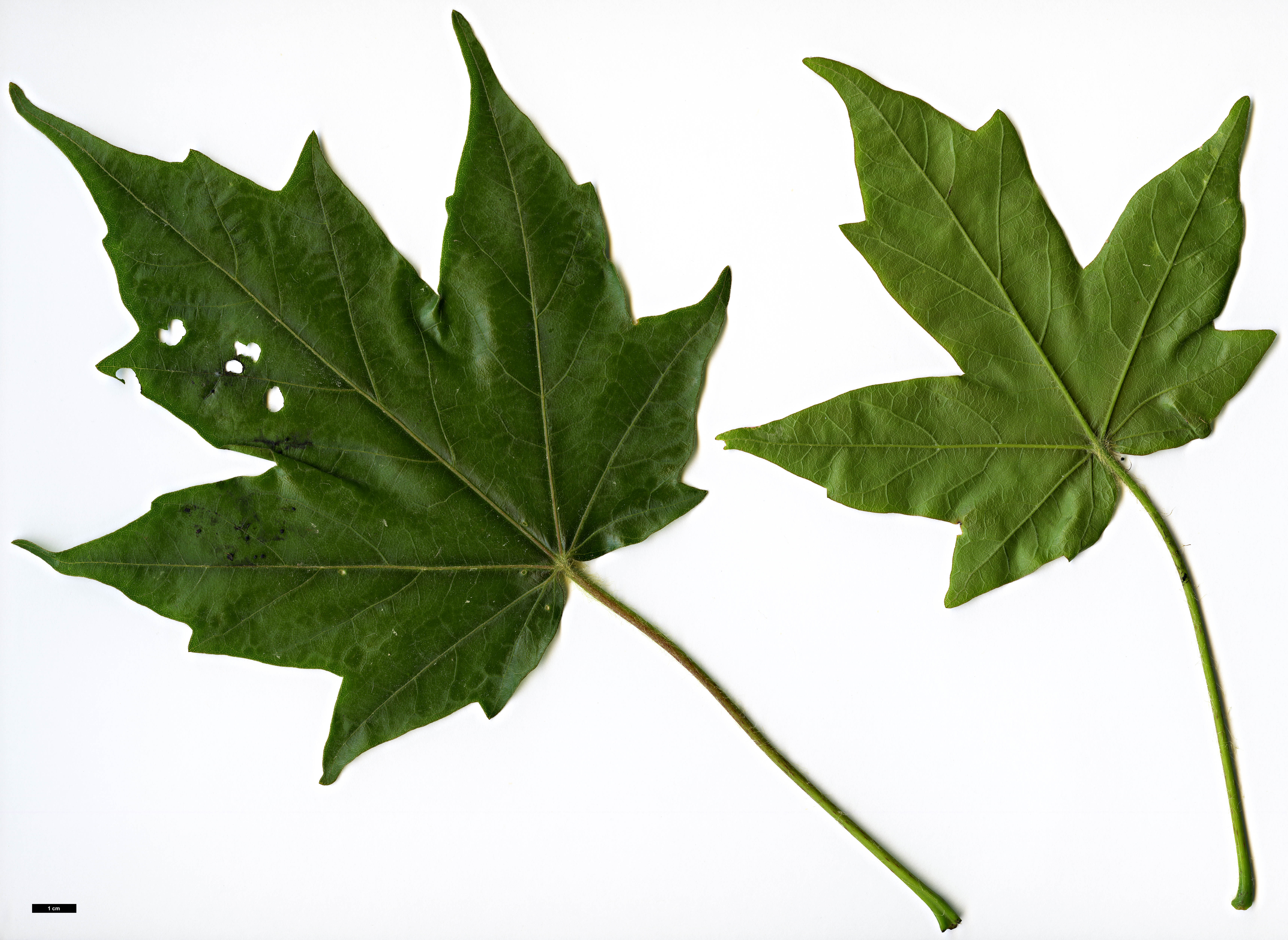 High resolution image: Family: Sapindaceae - Genus: Acer - Taxon: amamiense