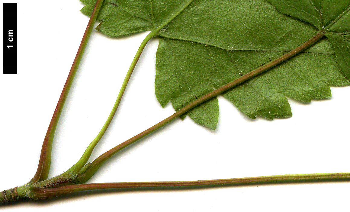 High resolution image: Family: Sapindaceae - Genus: Acer - Taxon: barbinerve