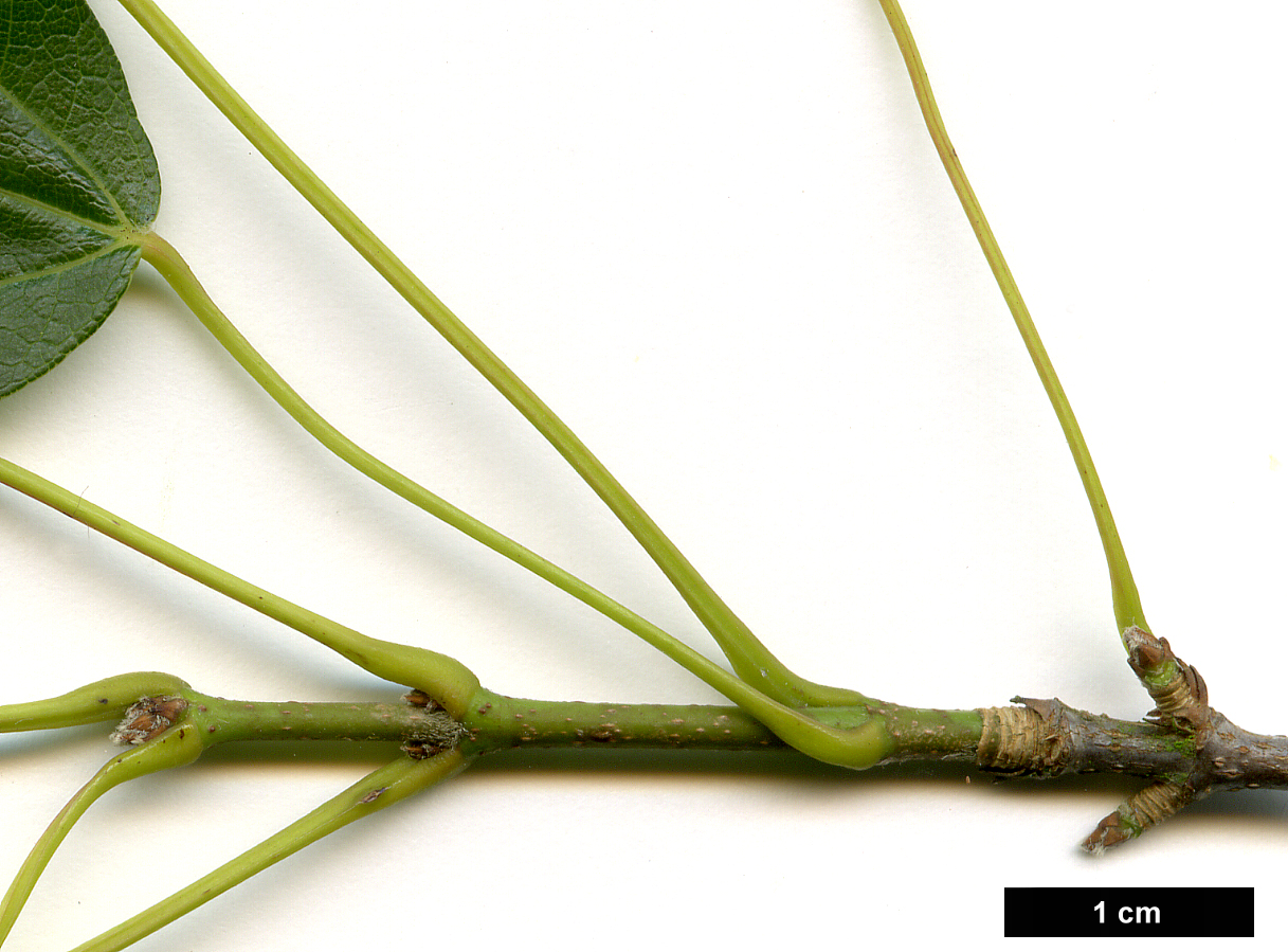 High resolution image: Family: Sapindaceae - Genus: Acer - Taxon: buergerianum