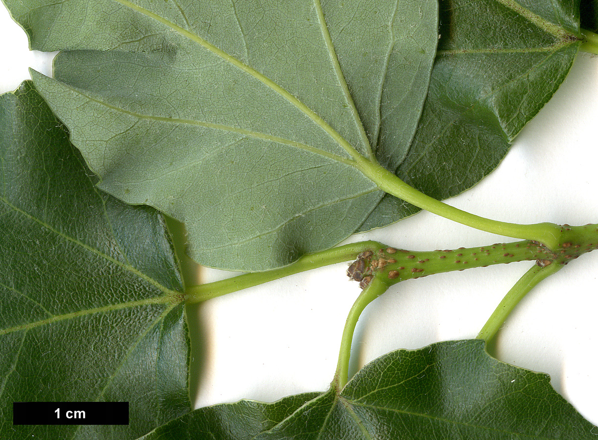 High resolution image: Family: Sapindaceae - Genus: Acer - Taxon: buergerianum