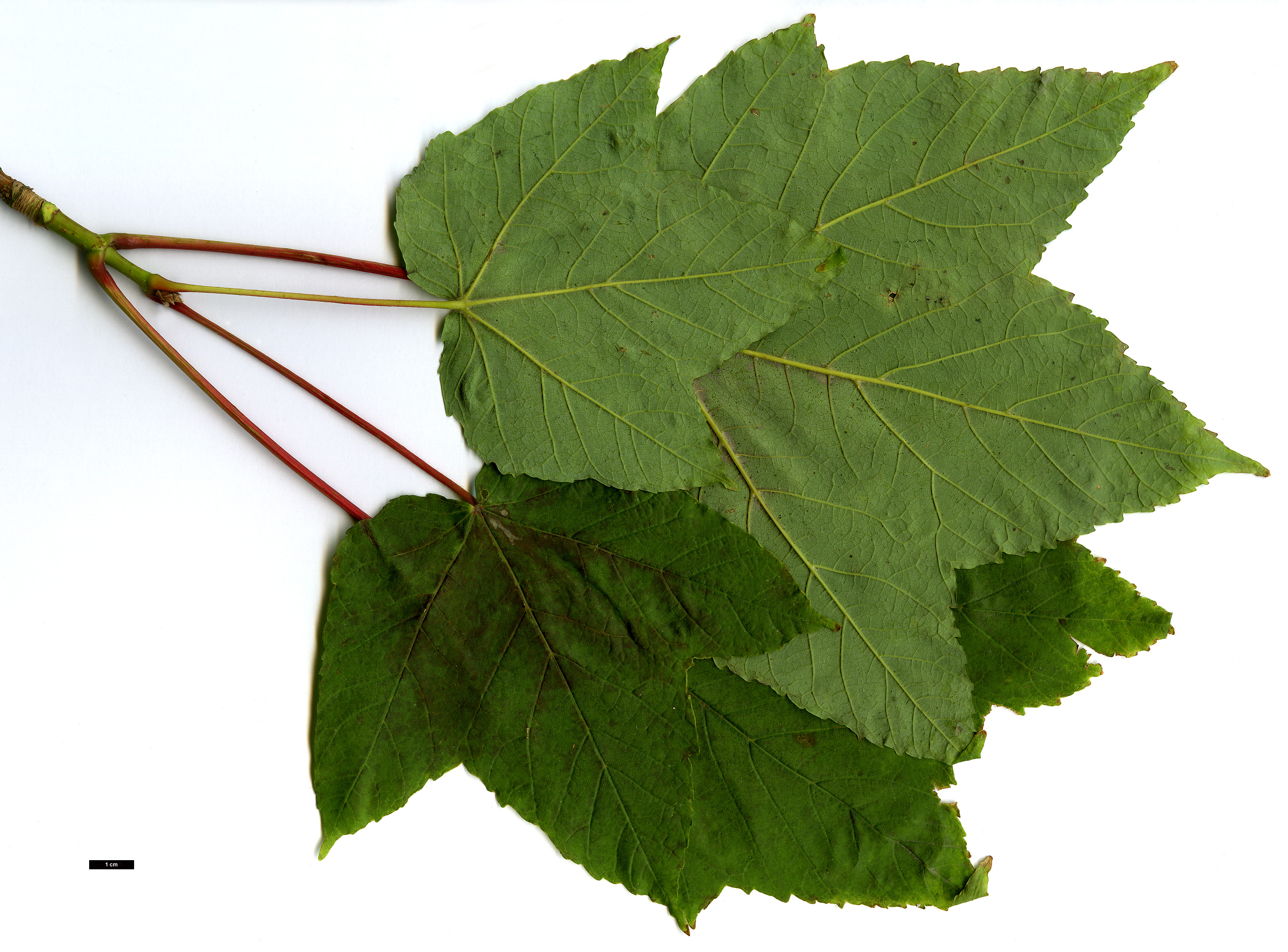 High resolution image: Family: Sapindaceae - Genus: Acer - Taxon: caesium