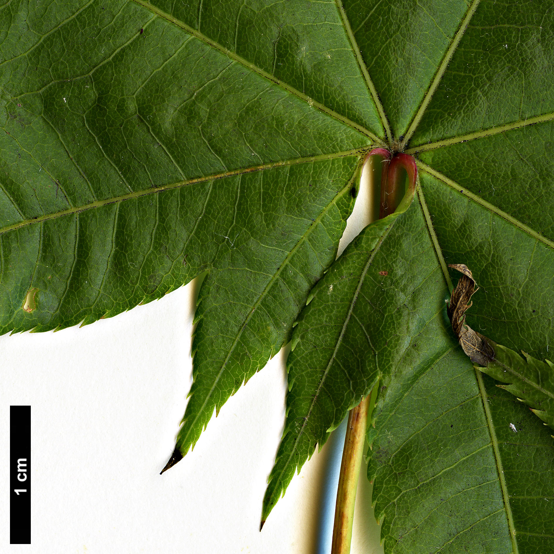 High resolution image: Family: Sapindaceae - Genus: Acer - Taxon: campbellii