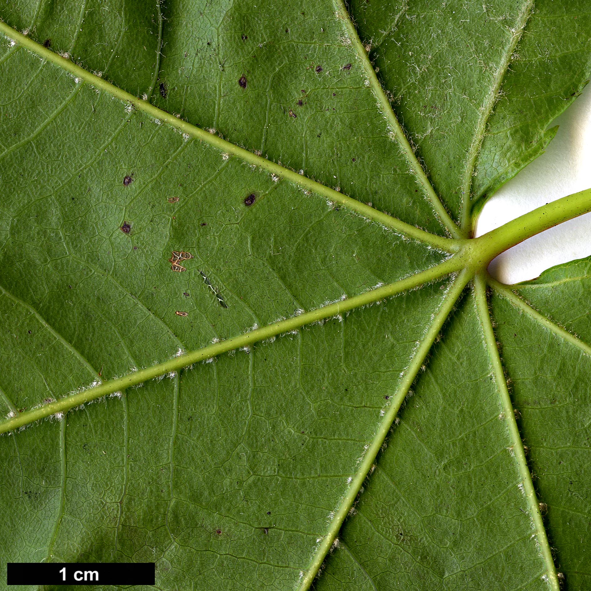 High resolution image: Family: Sapindaceae - Genus: Acer - Taxon: campbellii