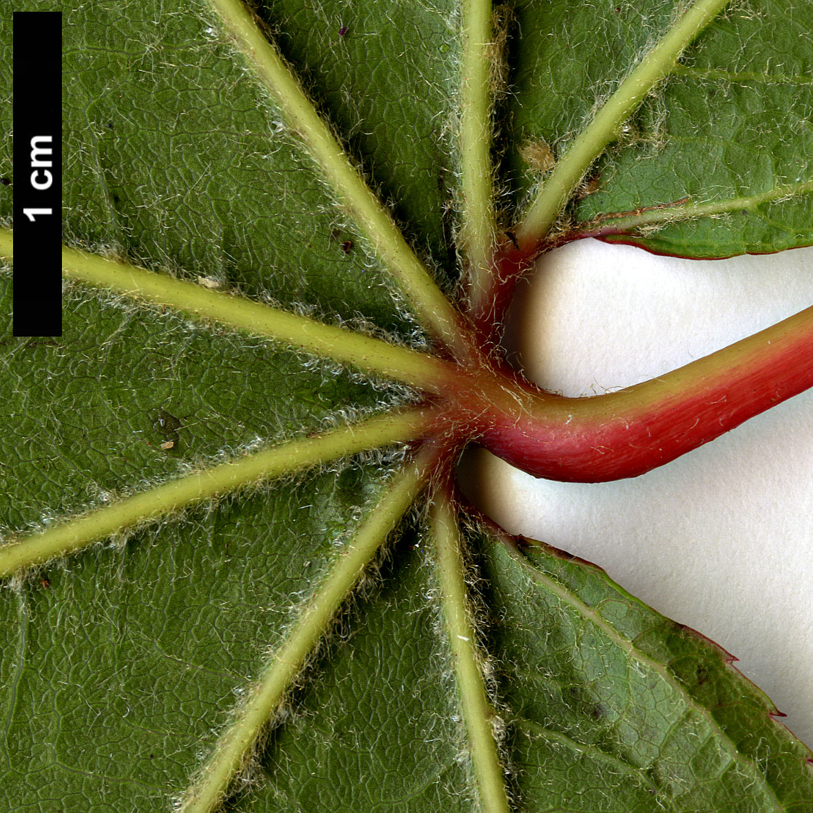 High resolution image: Family: Sapindaceae - Genus: Acer - Taxon: campbellii