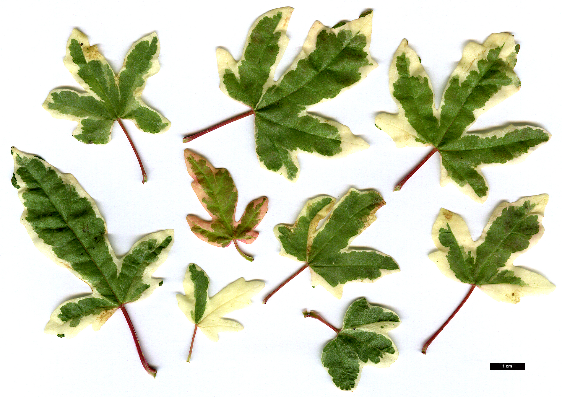 High resolution image: Family: Sapindaceae - Genus: Acer - Taxon: campestre - SpeciesSub: 'Carnival'