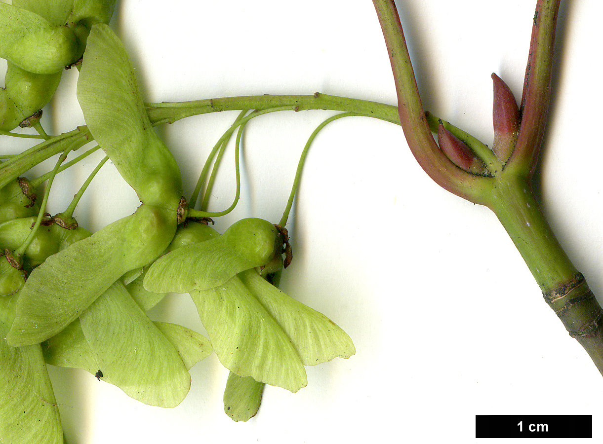 High resolution image: Family: Sapindaceae - Genus: Acer - Taxon: capillipes