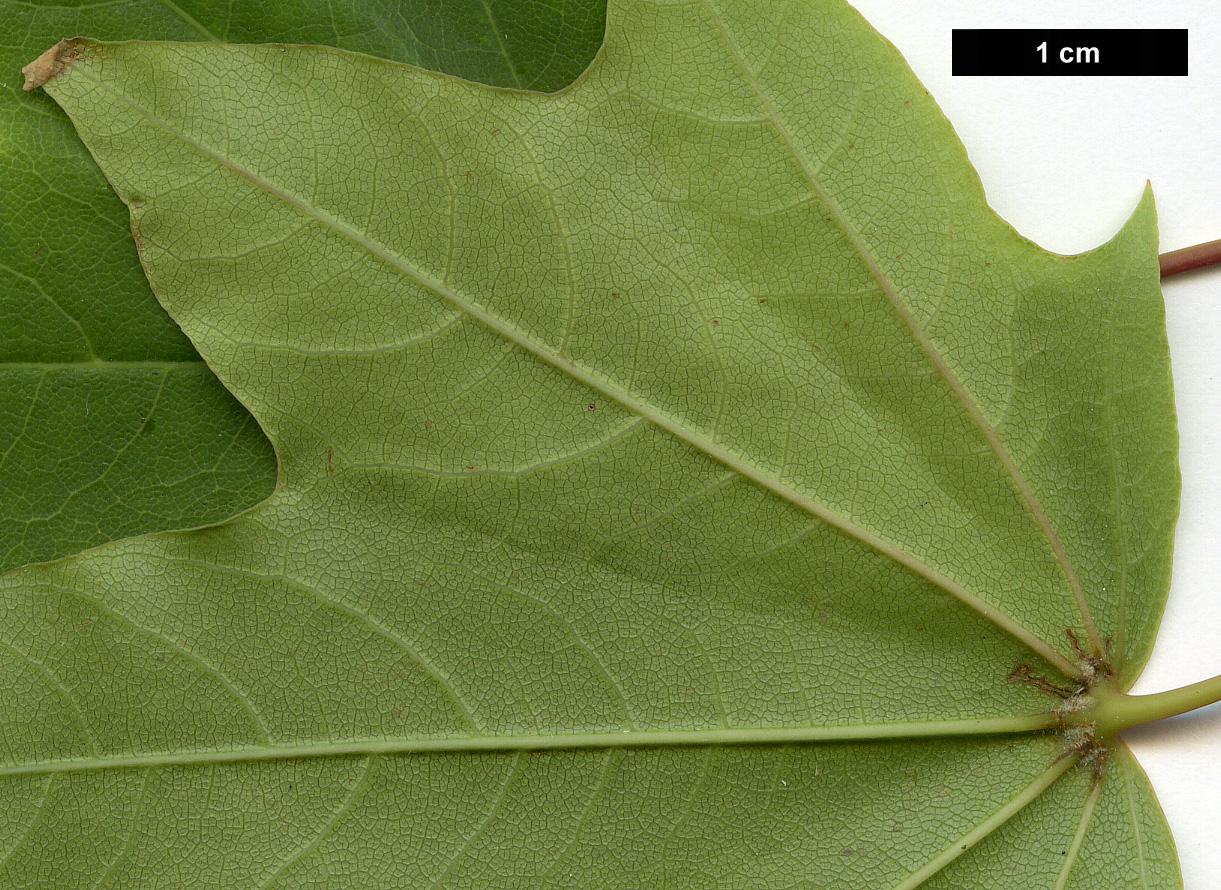 High resolution image: Family: Sapindaceae - Genus: Acer - Taxon: cappadocicum