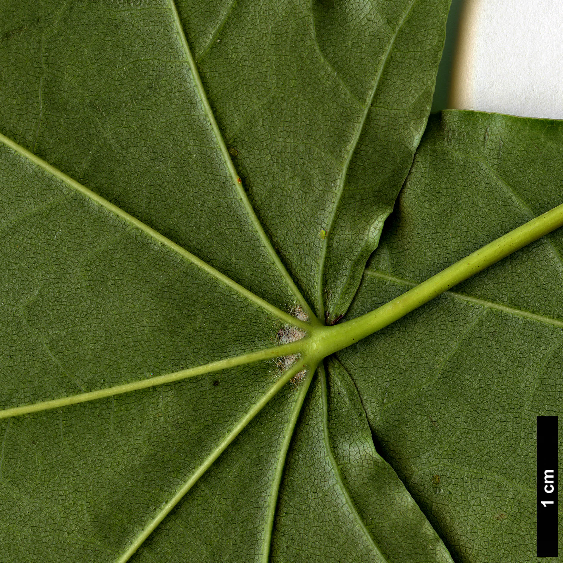 High resolution image: Family: Sapindaceae - Genus: Acer - Taxon: cappadocicum