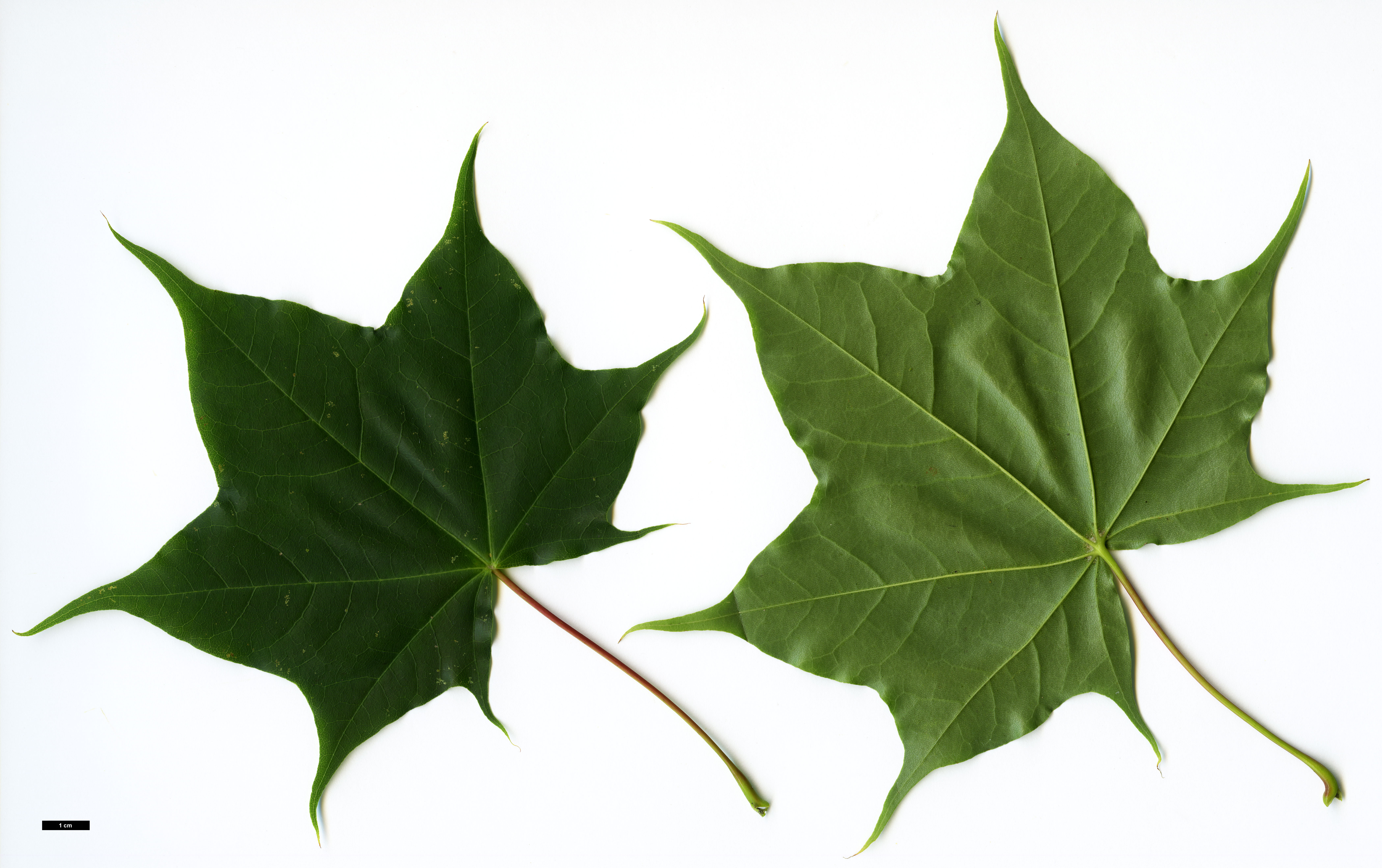 High resolution image: Family: Sapindaceae - Genus: Acer - Taxon: cappadocicum