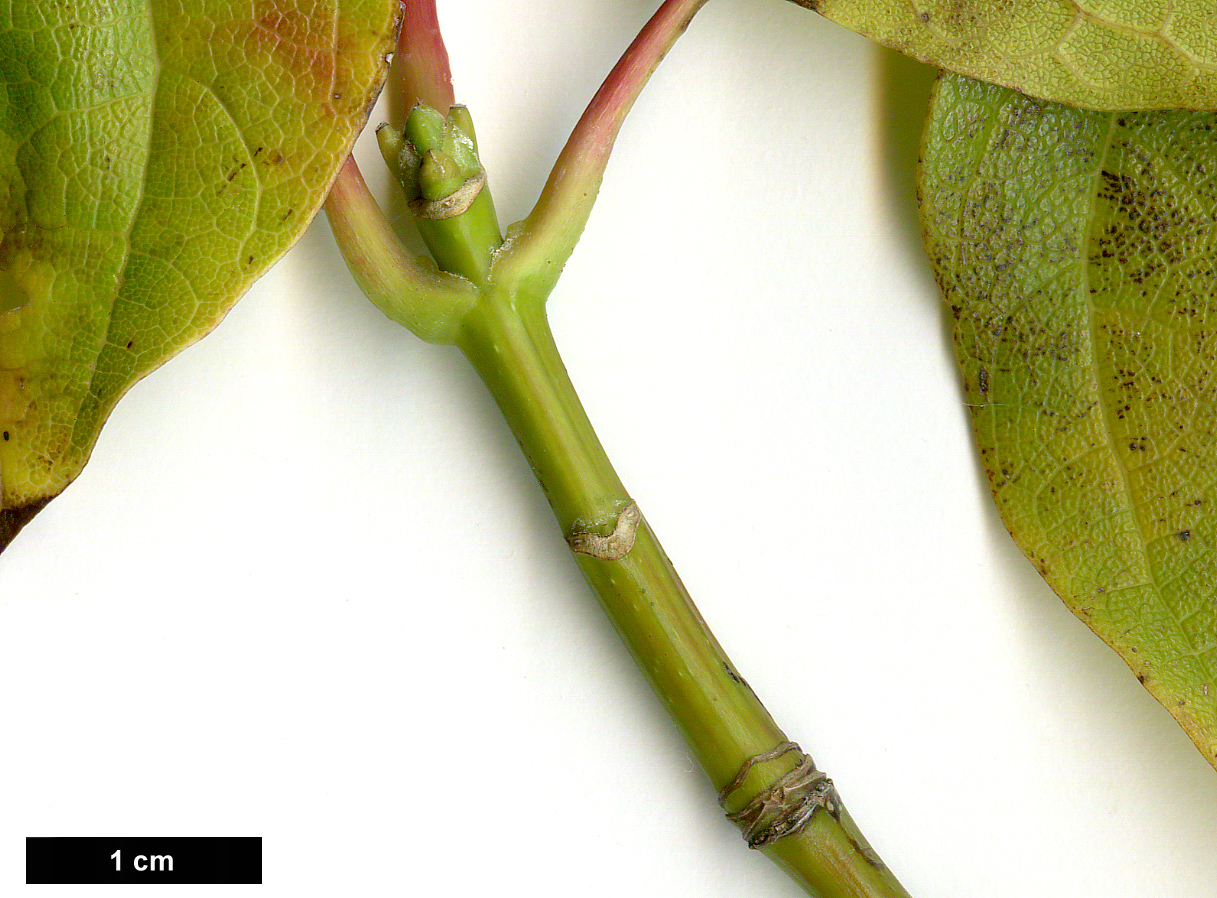 High resolution image: Family: Sapindaceae - Genus: Acer - Taxon: catalpifolium