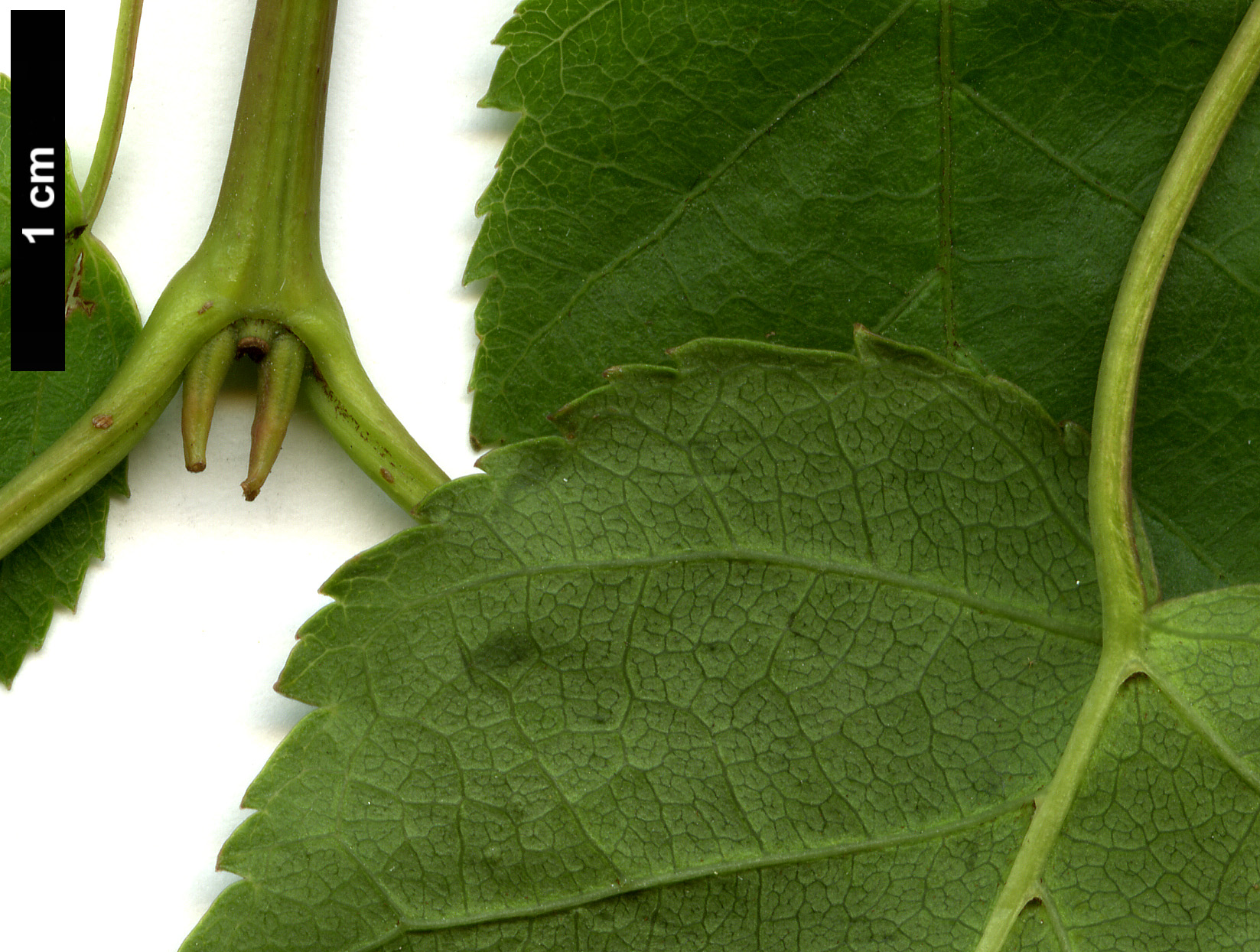 High resolution image: Family: Sapindaceae - Genus: Acer - Taxon: caudatifolium