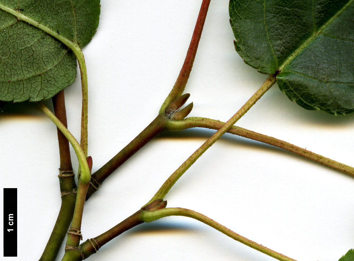 High resolution image: Family: Sapindaceae - Genus: Acer - Taxon: caudatifolium