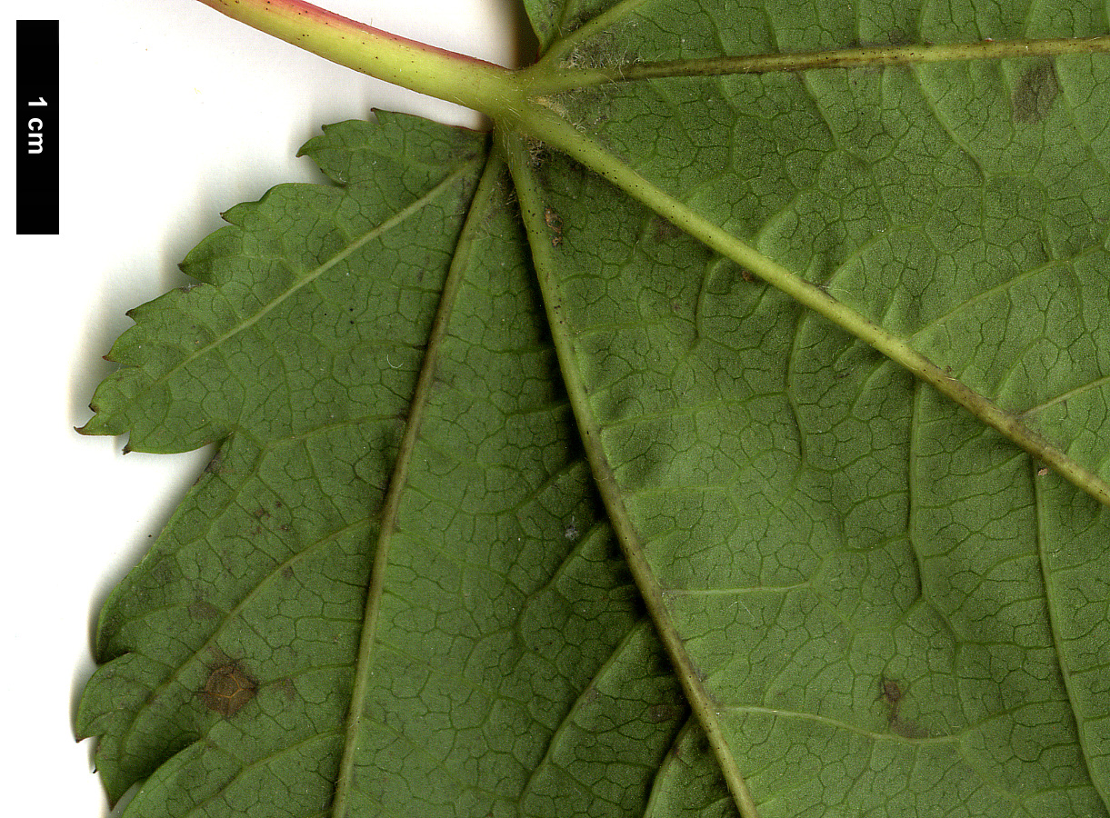 High resolution image: Family: Sapindaceae - Genus: Acer - Taxon: caudatum