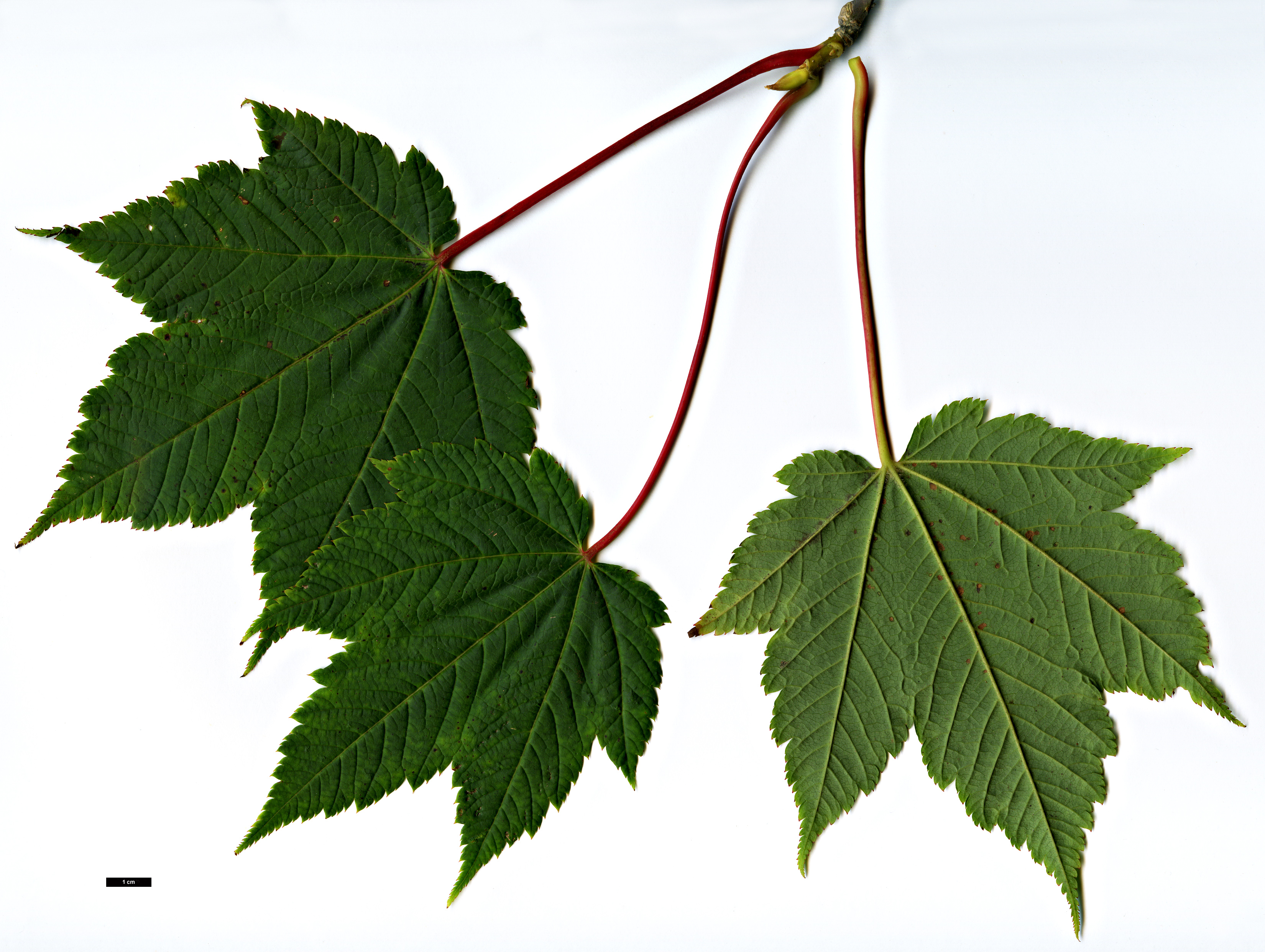 High resolution image: Family: Sapindaceae - Genus: Acer - Taxon: caudatum