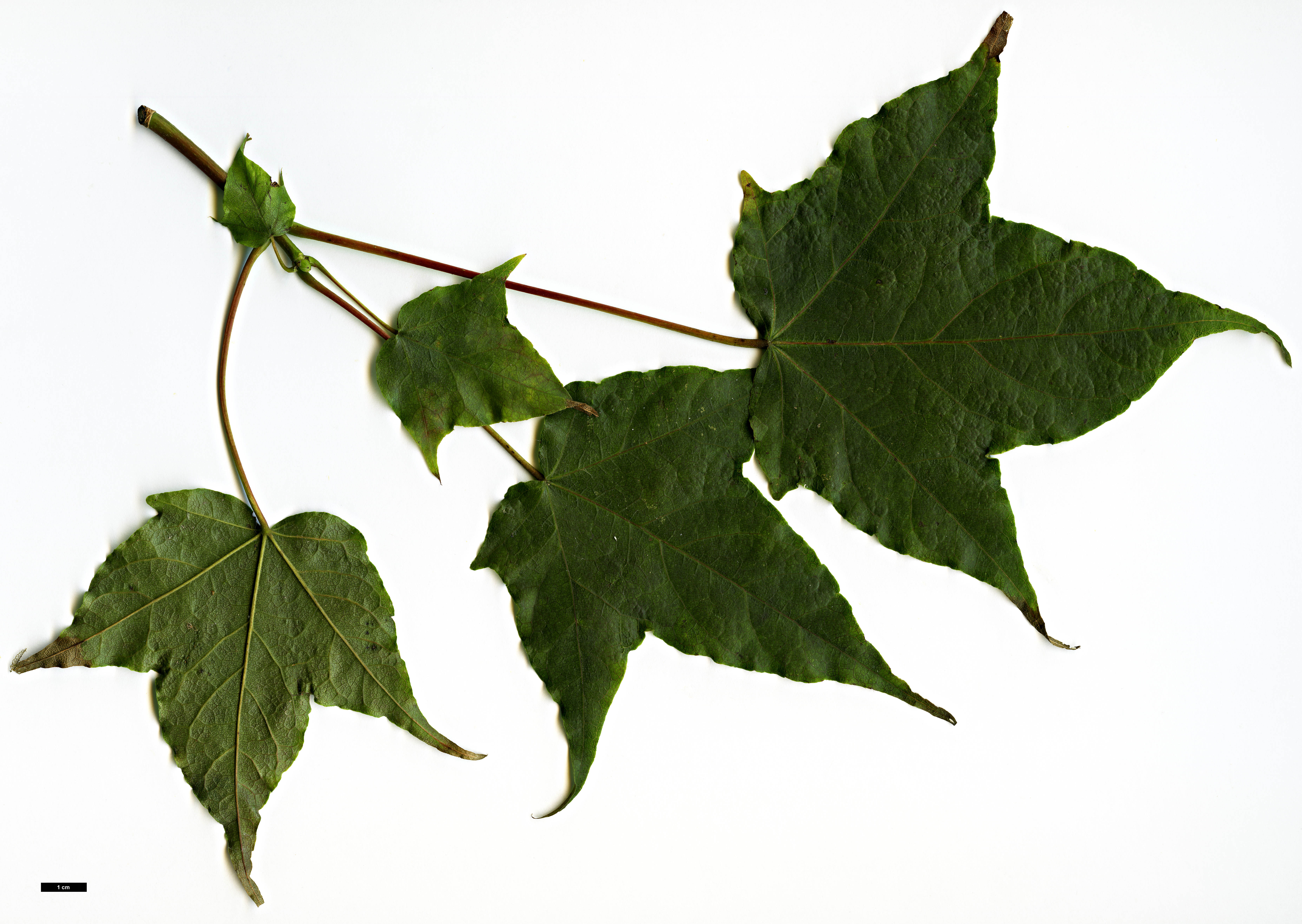 High resolution image: Family: Sapindaceae - Genus: Acer - Taxon: chapaense