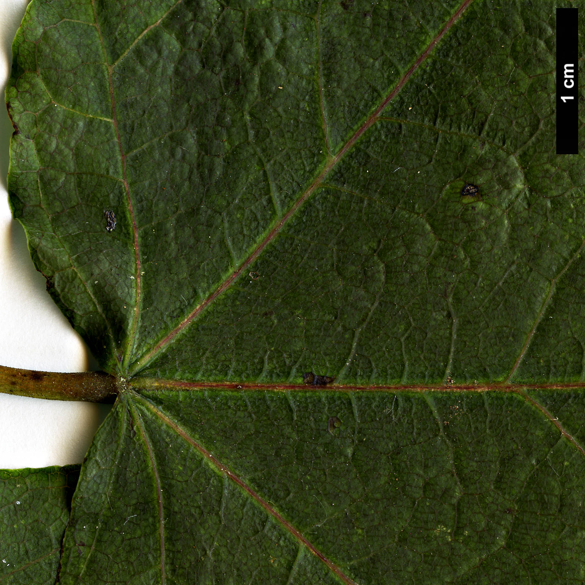 High resolution image: Family: Sapindaceae - Genus: Acer - Taxon: chapaense