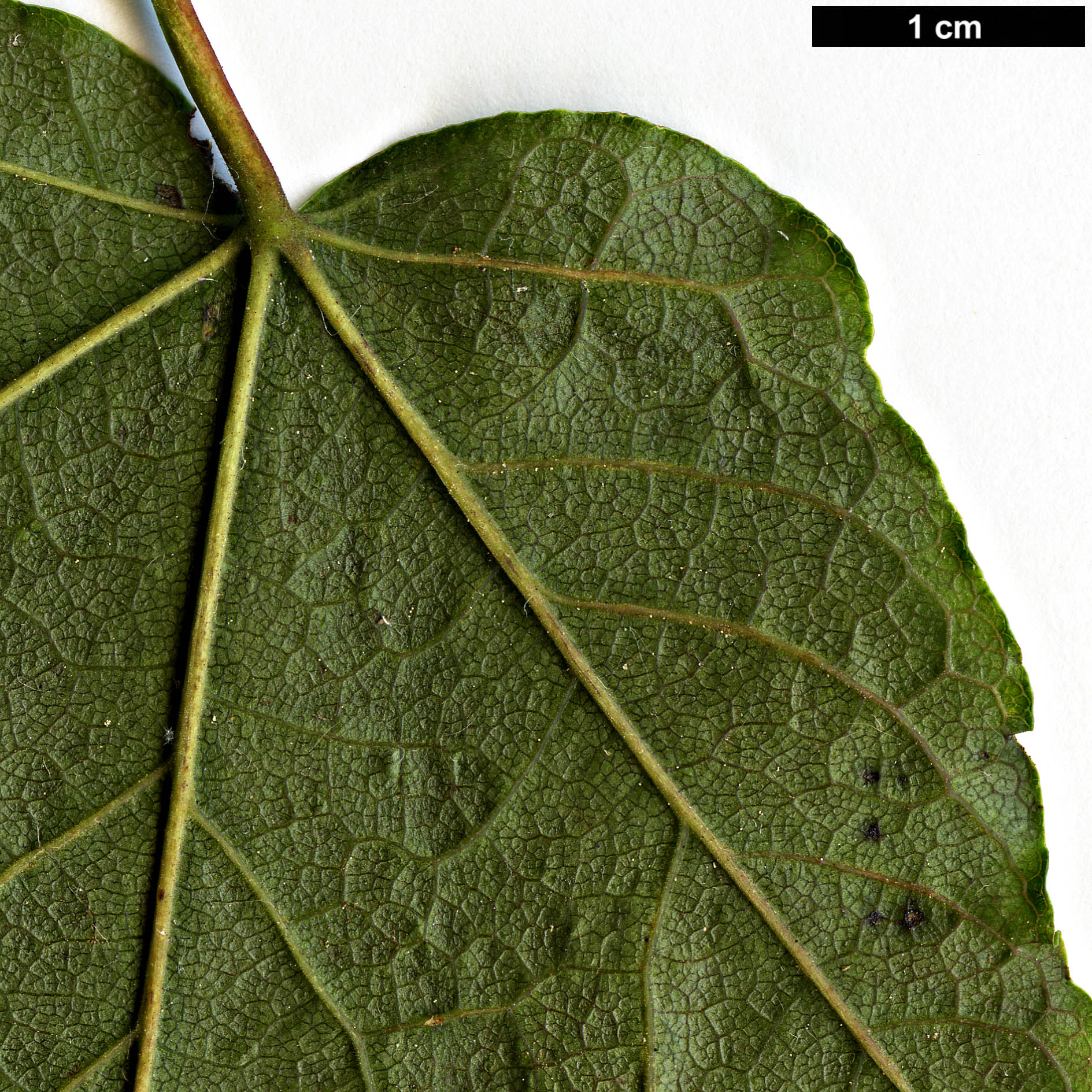 High resolution image: Family: Sapindaceae - Genus: Acer - Taxon: chapaense