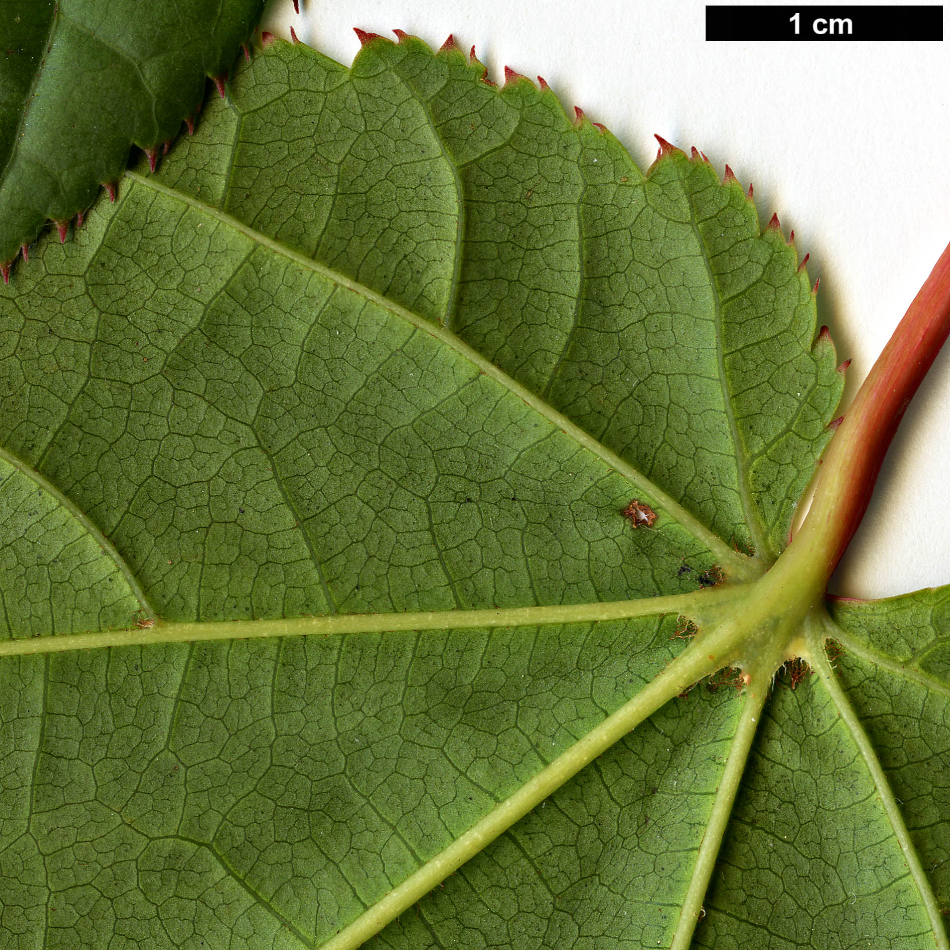 High resolution image: Family: Sapindaceae - Genus: Acer - Taxon: chienii