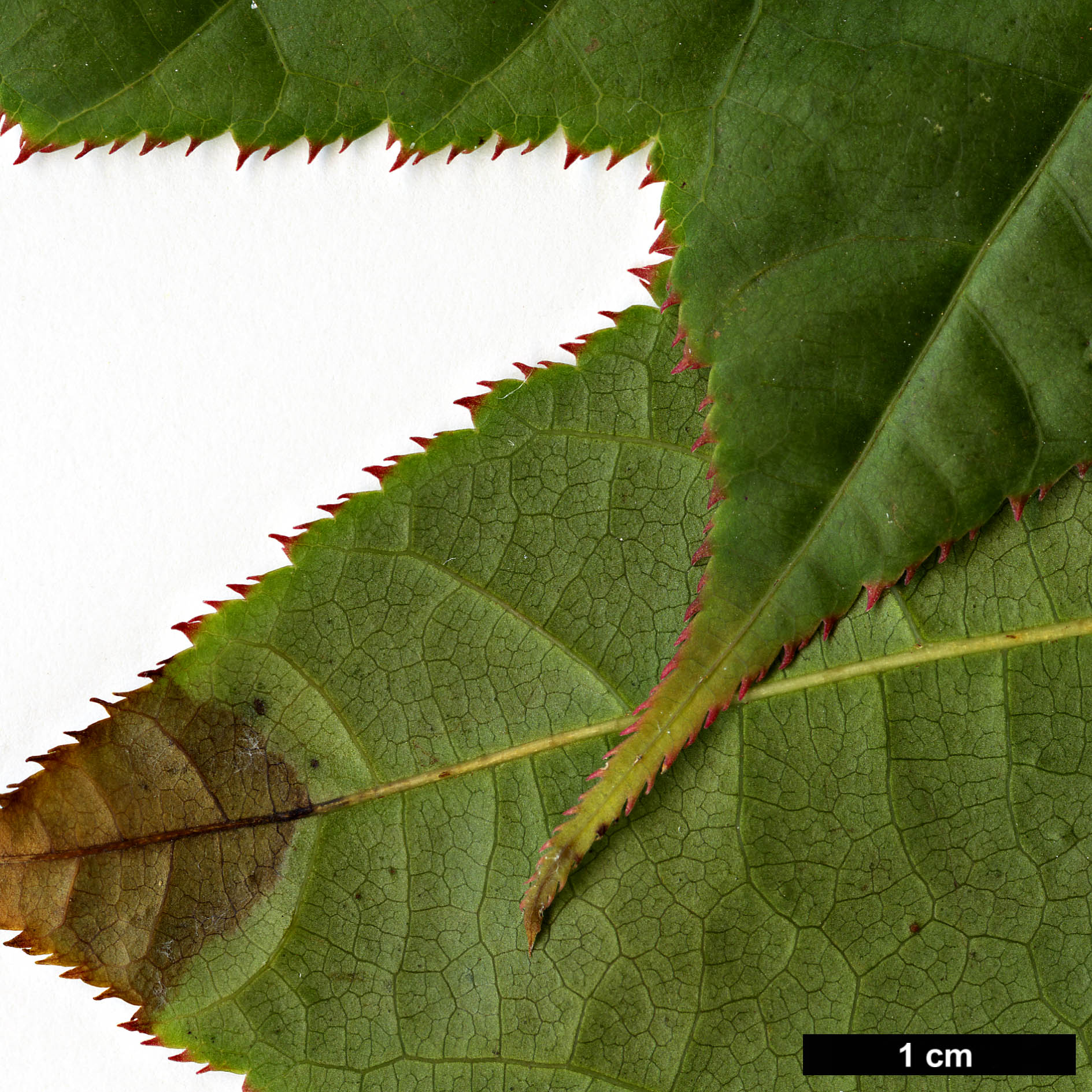 High resolution image: Family: Sapindaceae - Genus: Acer - Taxon: chienii