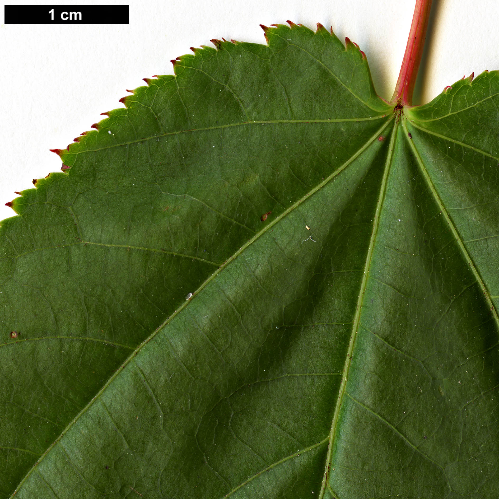 High resolution image: Family: Sapindaceae - Genus: Acer - Taxon: chienii