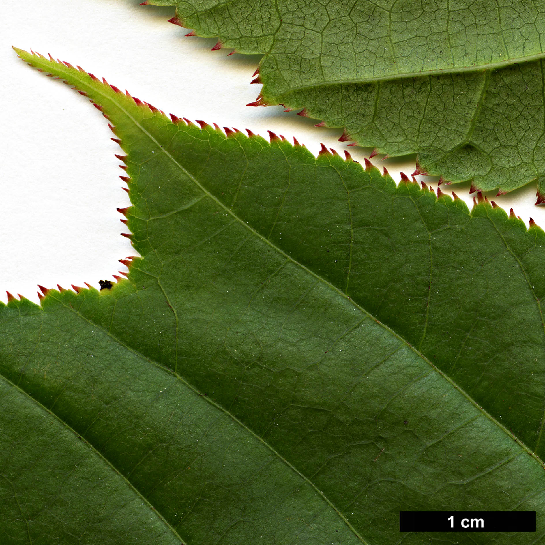 High resolution image: Family: Sapindaceae - Genus: Acer - Taxon: chienii