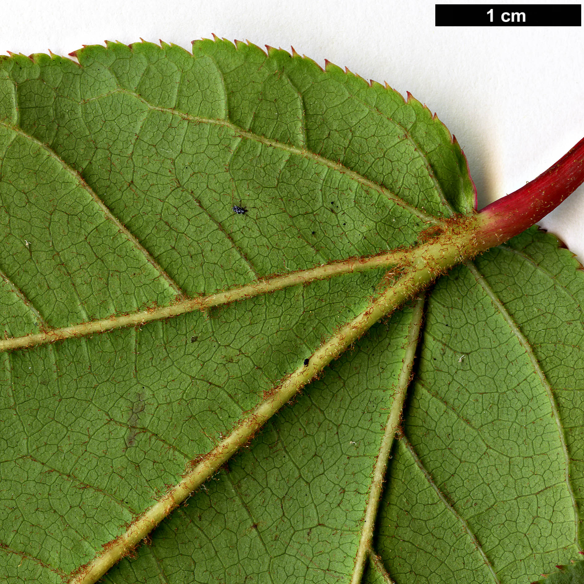 High resolution image: Family: Sapindaceae - Genus: Acer - Taxon: chienii