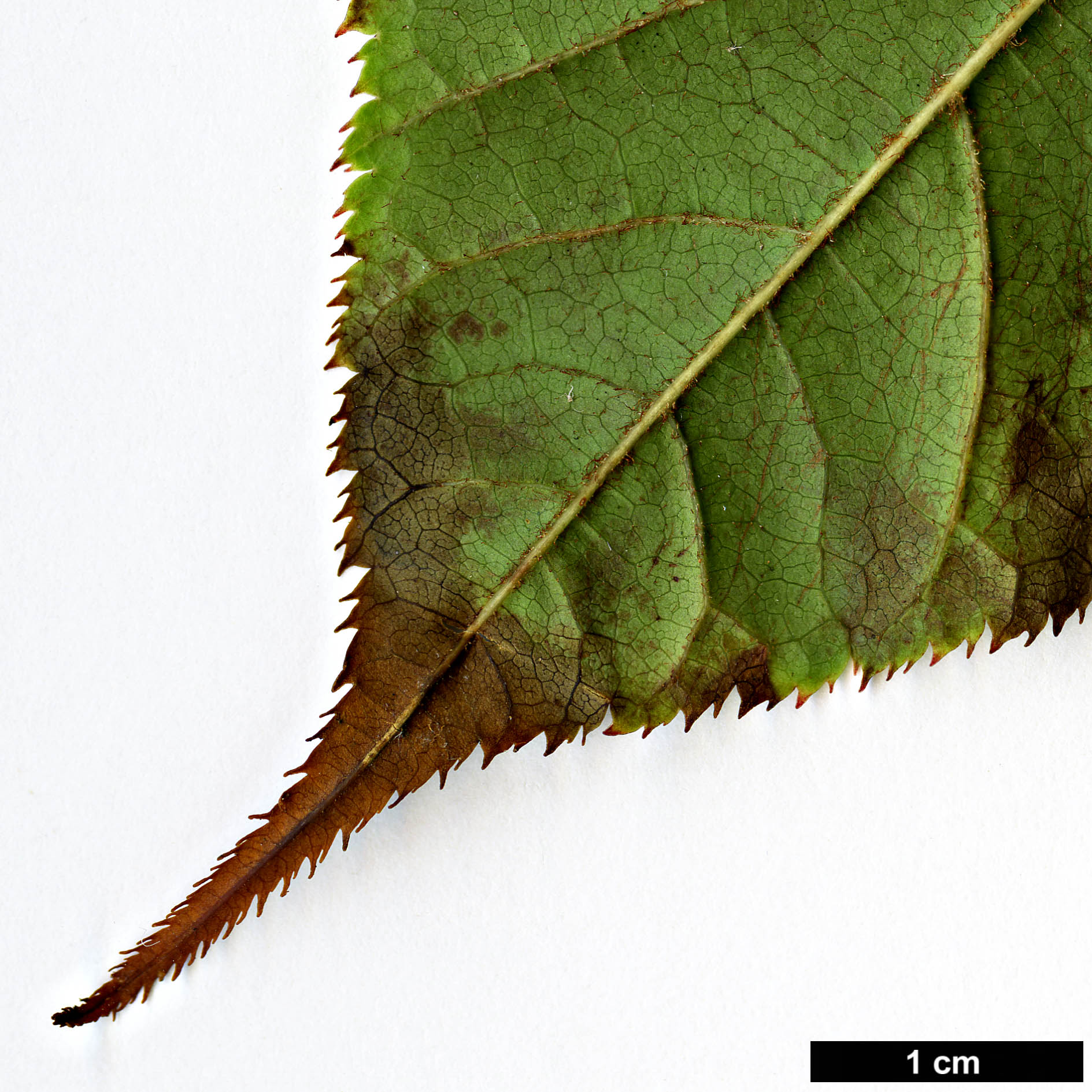 High resolution image: Family: Sapindaceae - Genus: Acer - Taxon: chienii