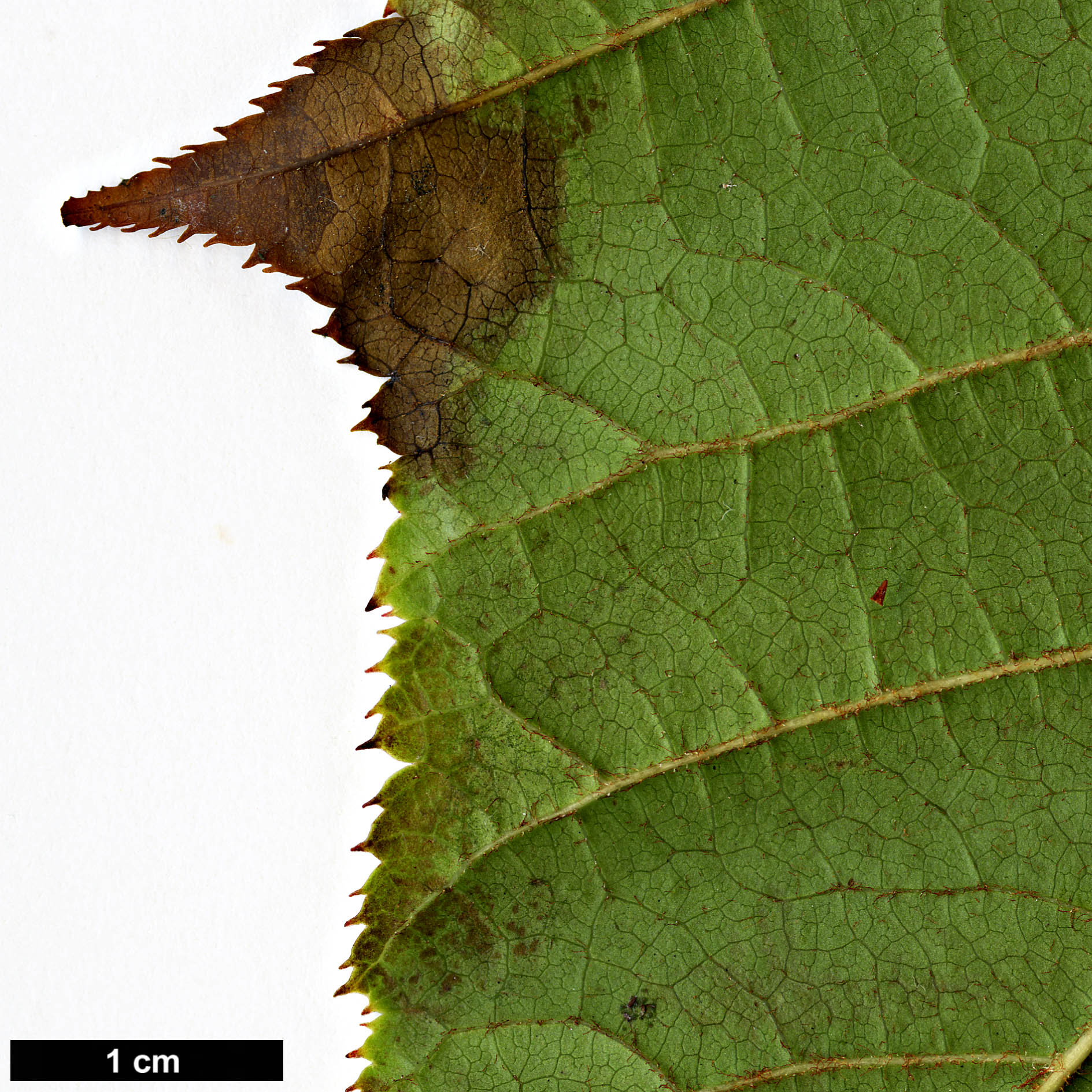 High resolution image: Family: Sapindaceae - Genus: Acer - Taxon: chienii