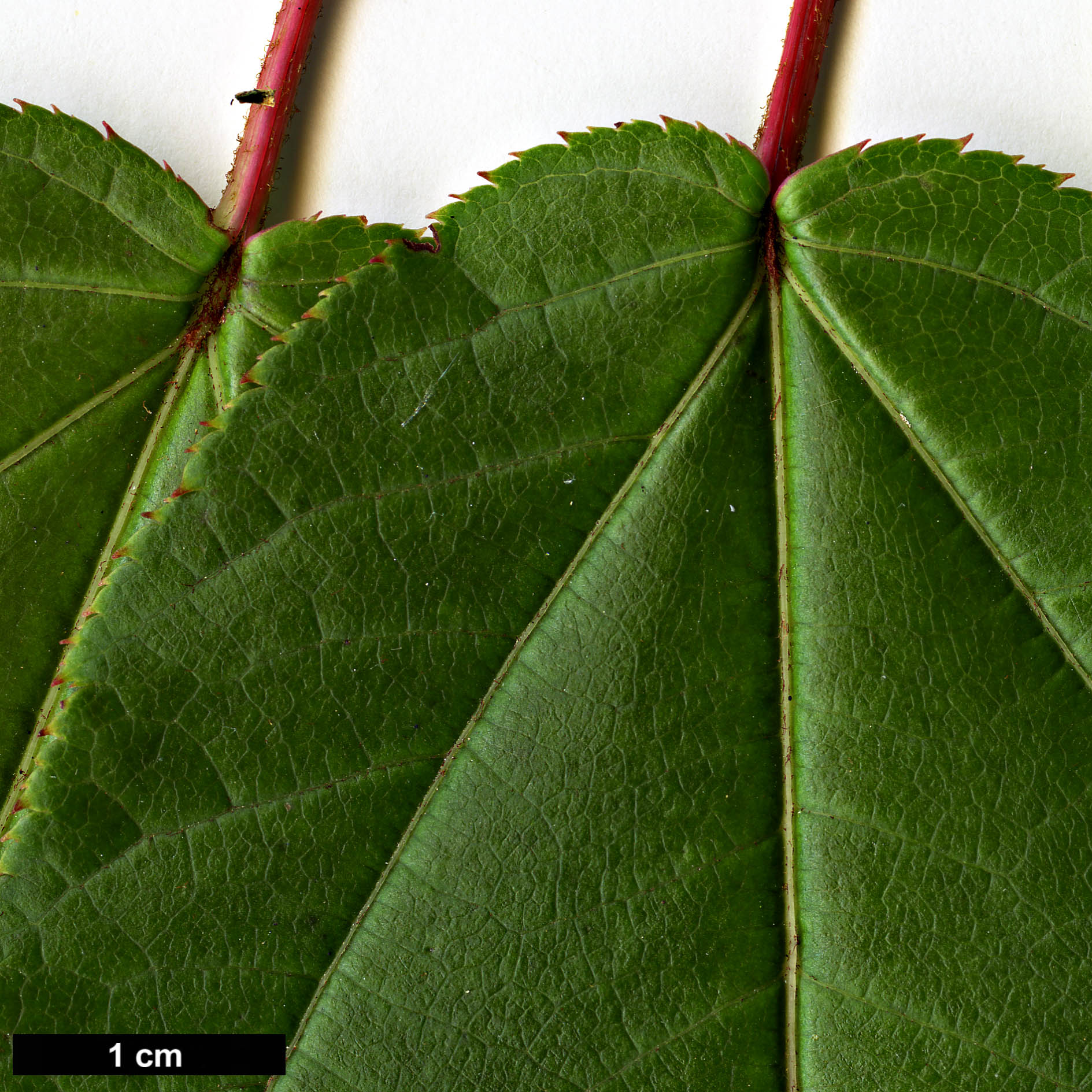 High resolution image: Family: Sapindaceae - Genus: Acer - Taxon: chienii