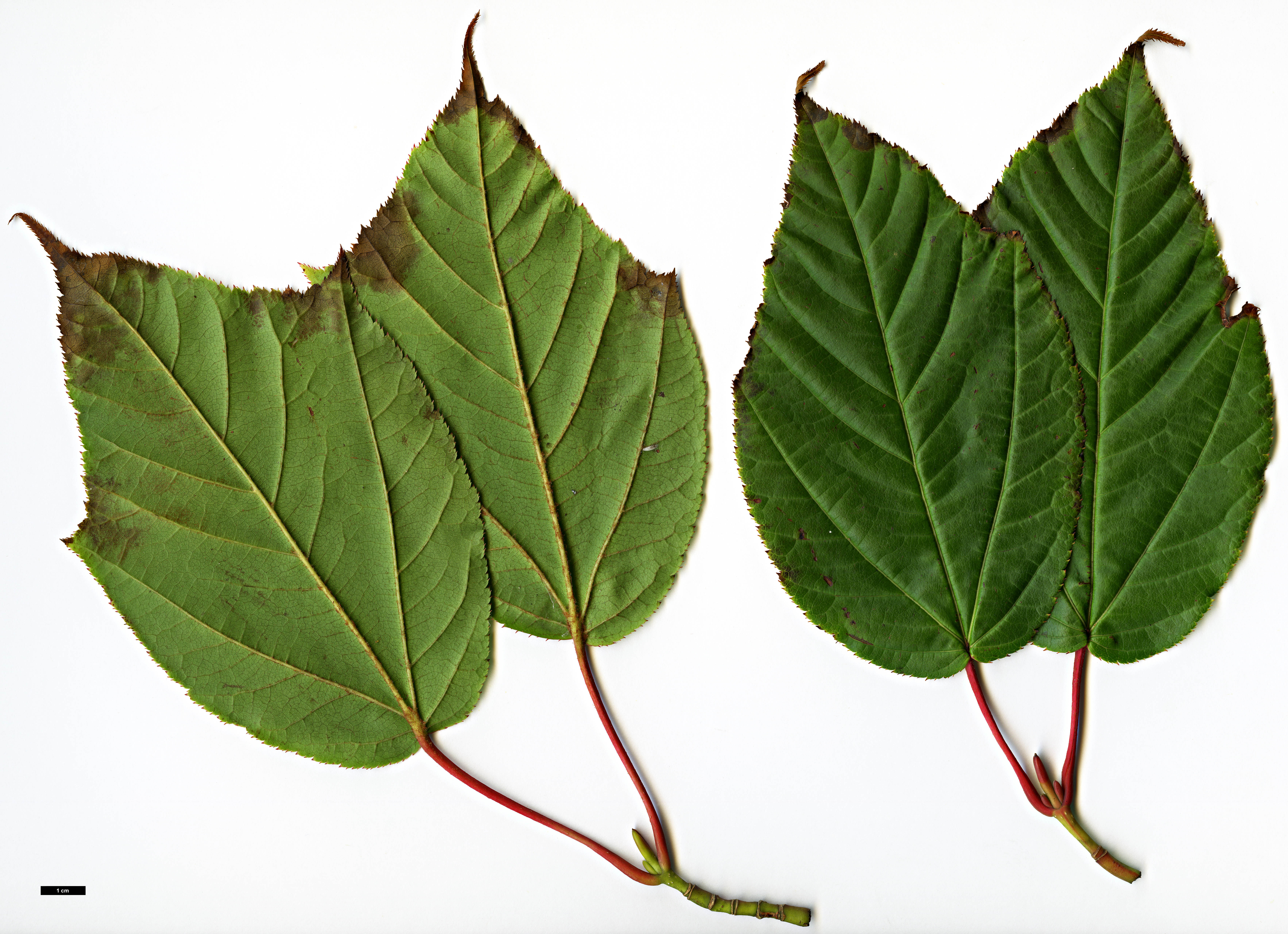 High resolution image: Family: Sapindaceae - Genus: Acer - Taxon: chienii