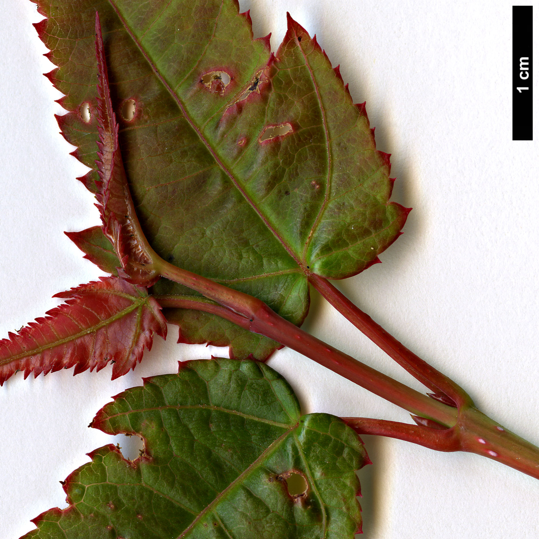 High resolution image: Family: Sapindaceae - Genus: Acer - Taxon: chienii