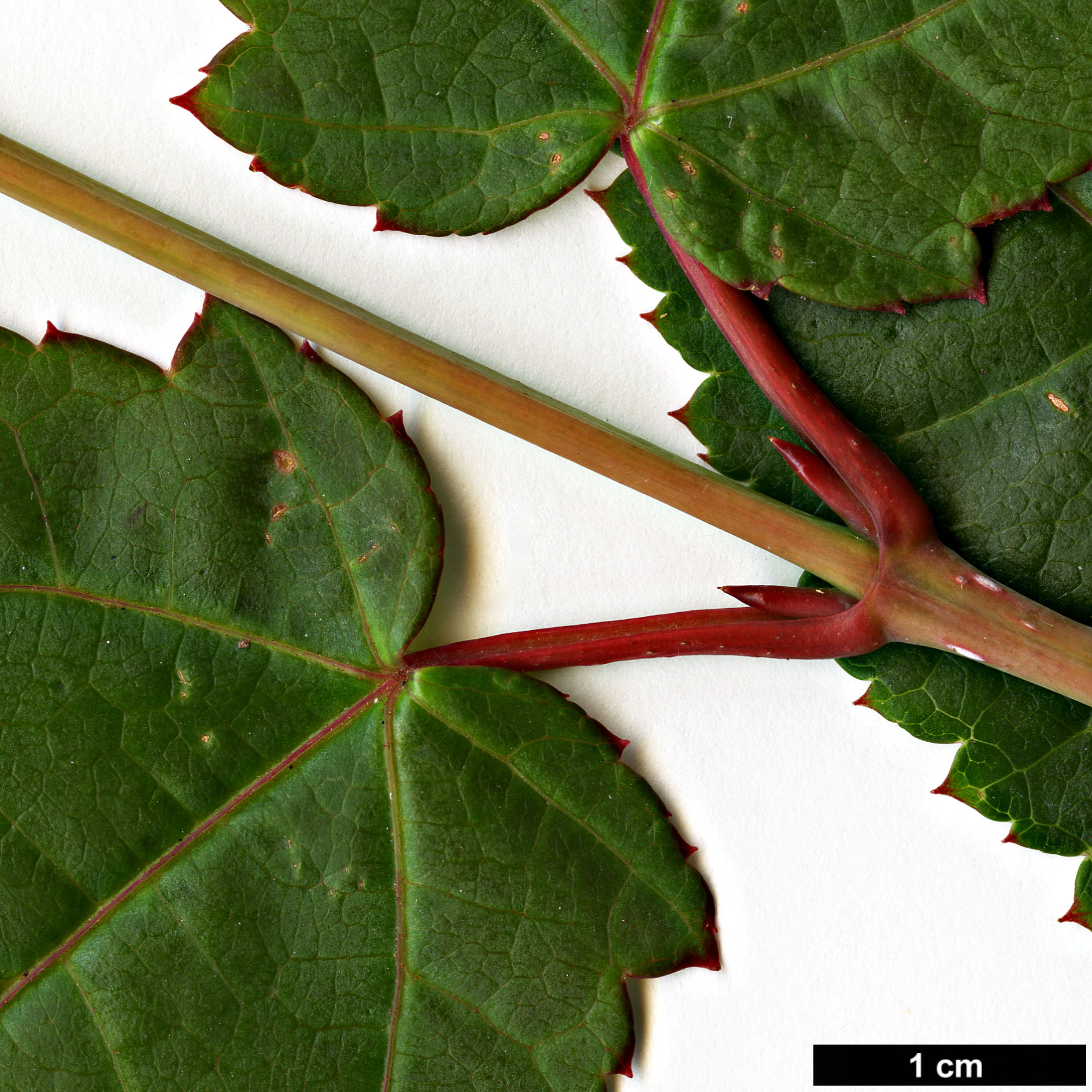 High resolution image: Family: Sapindaceae - Genus: Acer - Taxon: chienii