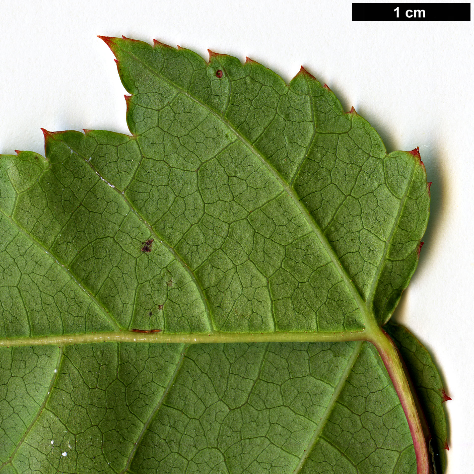 High resolution image: Family: Sapindaceae - Genus: Acer - Taxon: chienii