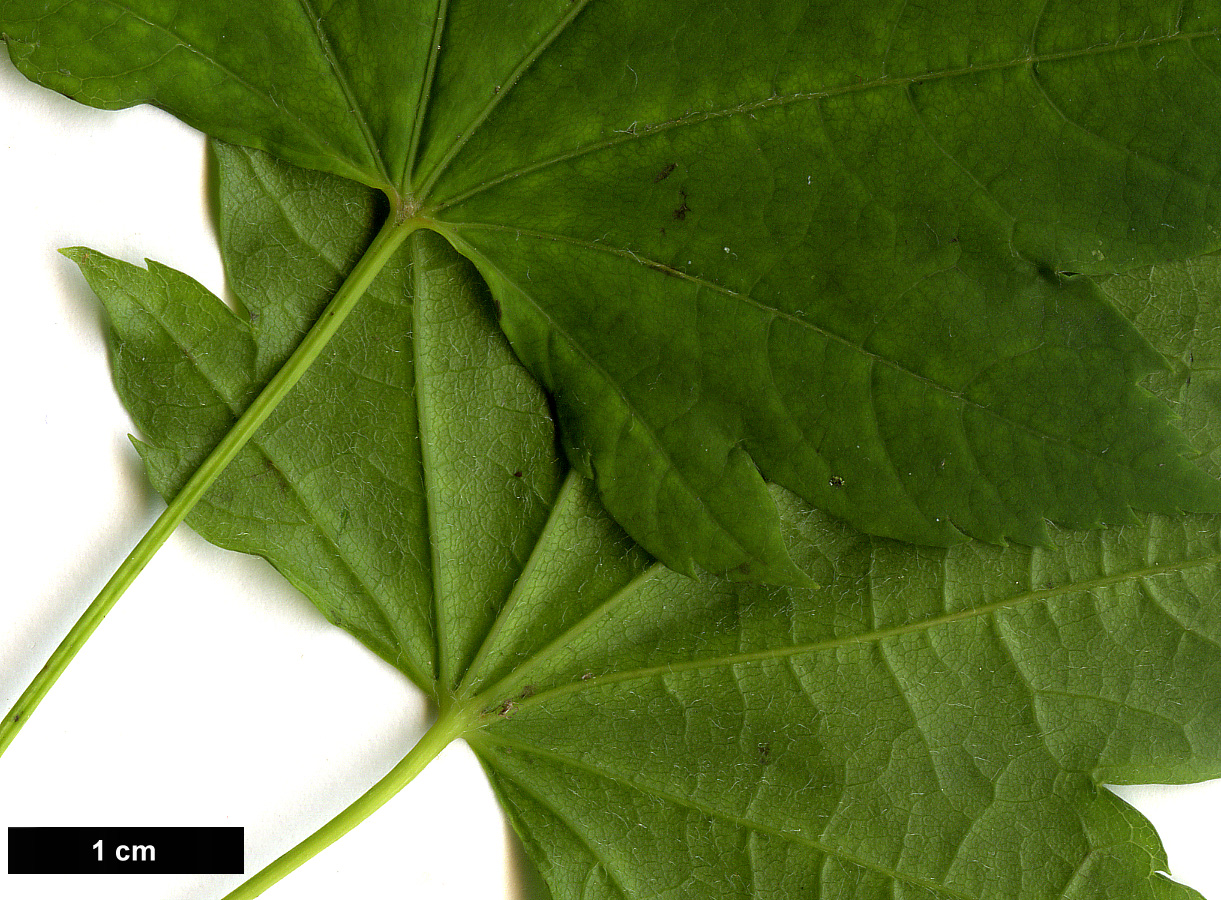 High resolution image: Family: Sapindaceae - Genus: Acer - Taxon: circinatum