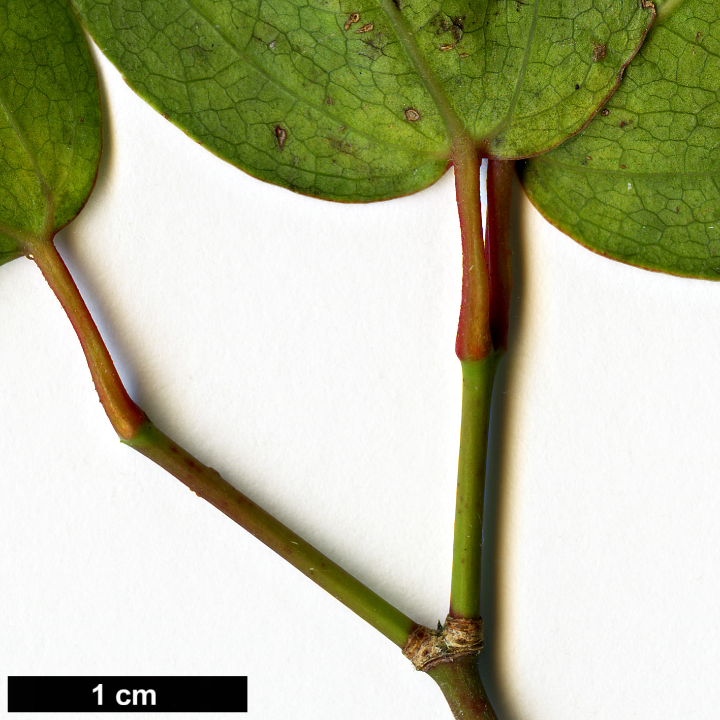 High resolution image: Family: Sapindaceae - Genus: Acer - Taxon: cordatum