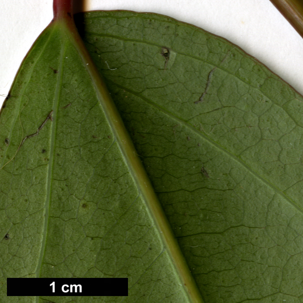 High resolution image: Family: Sapindaceae - Genus: Acer - Taxon: cordatum