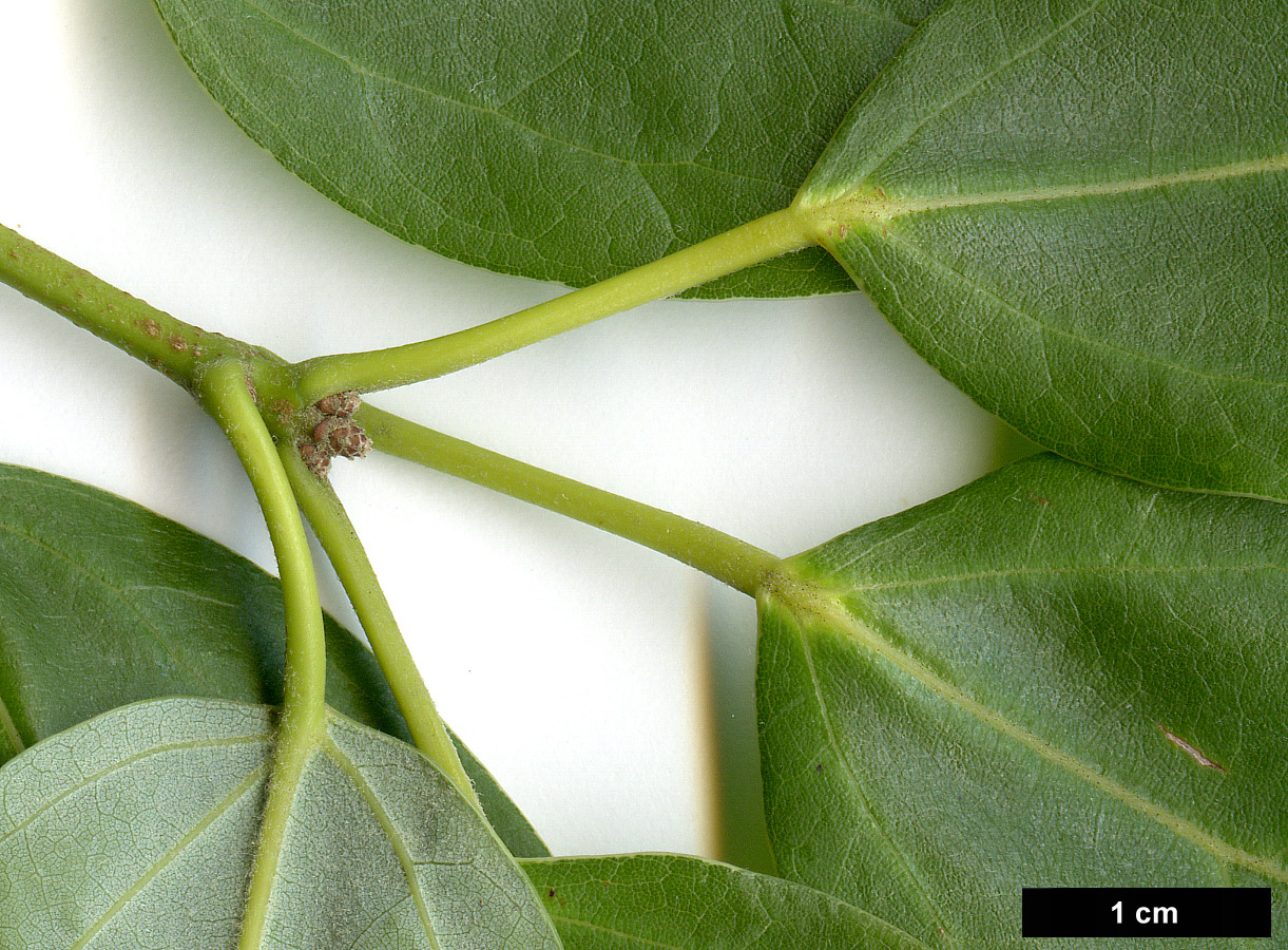 High resolution image: Family: Sapindaceae - Genus: Acer - Taxon: coriaceifolium