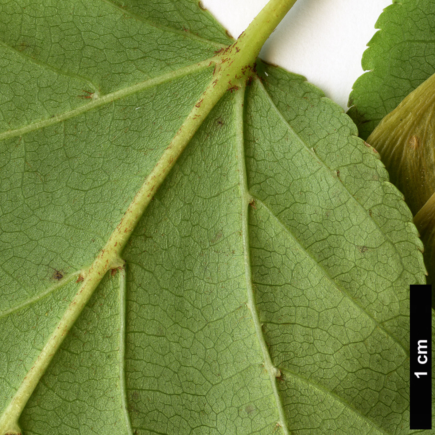 High resolution image: Family: Sapindaceae - Genus: Acer - Taxon: davidii