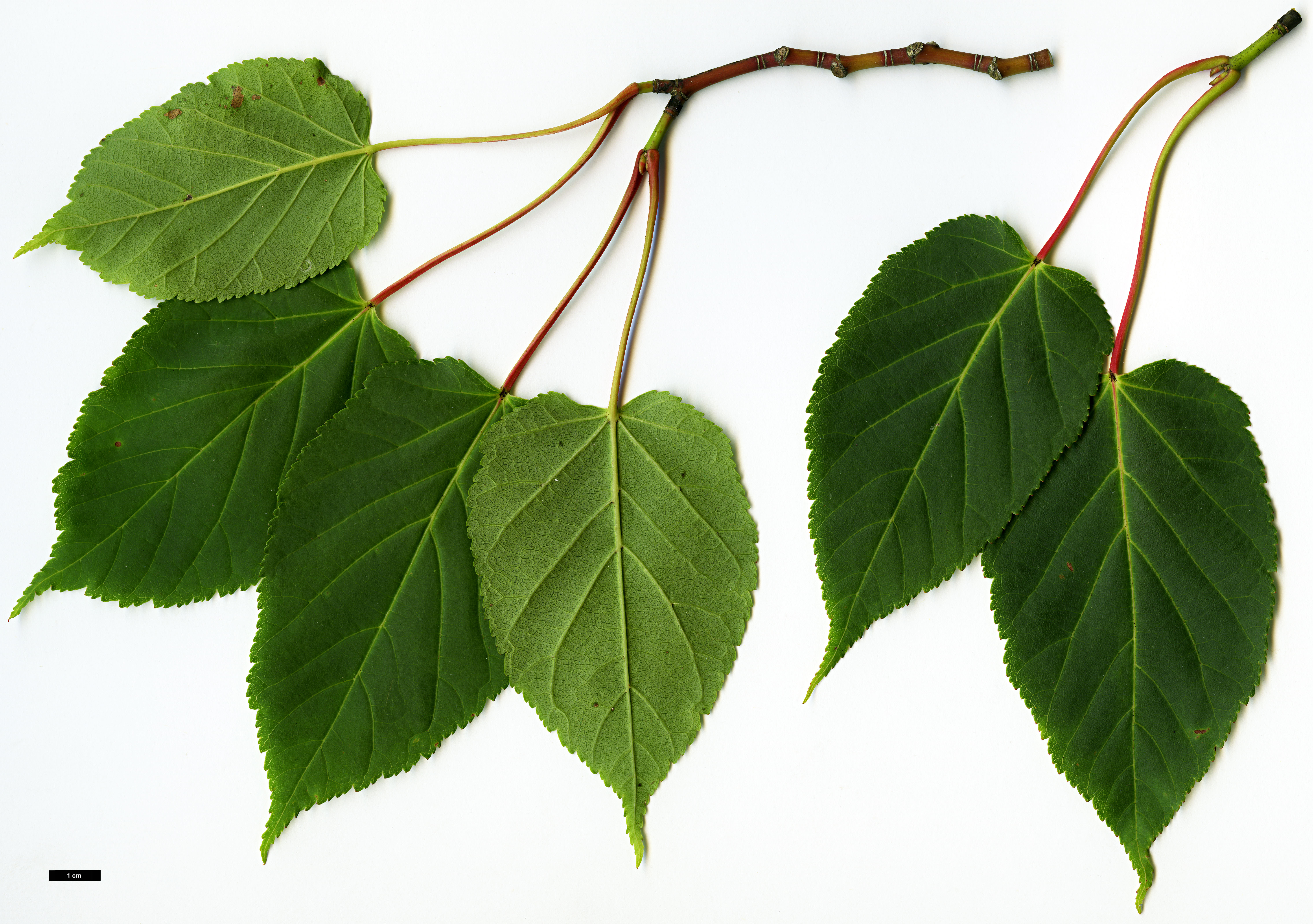 High resolution image: Family: Sapindaceae - Genus: Acer - Taxon: davidii