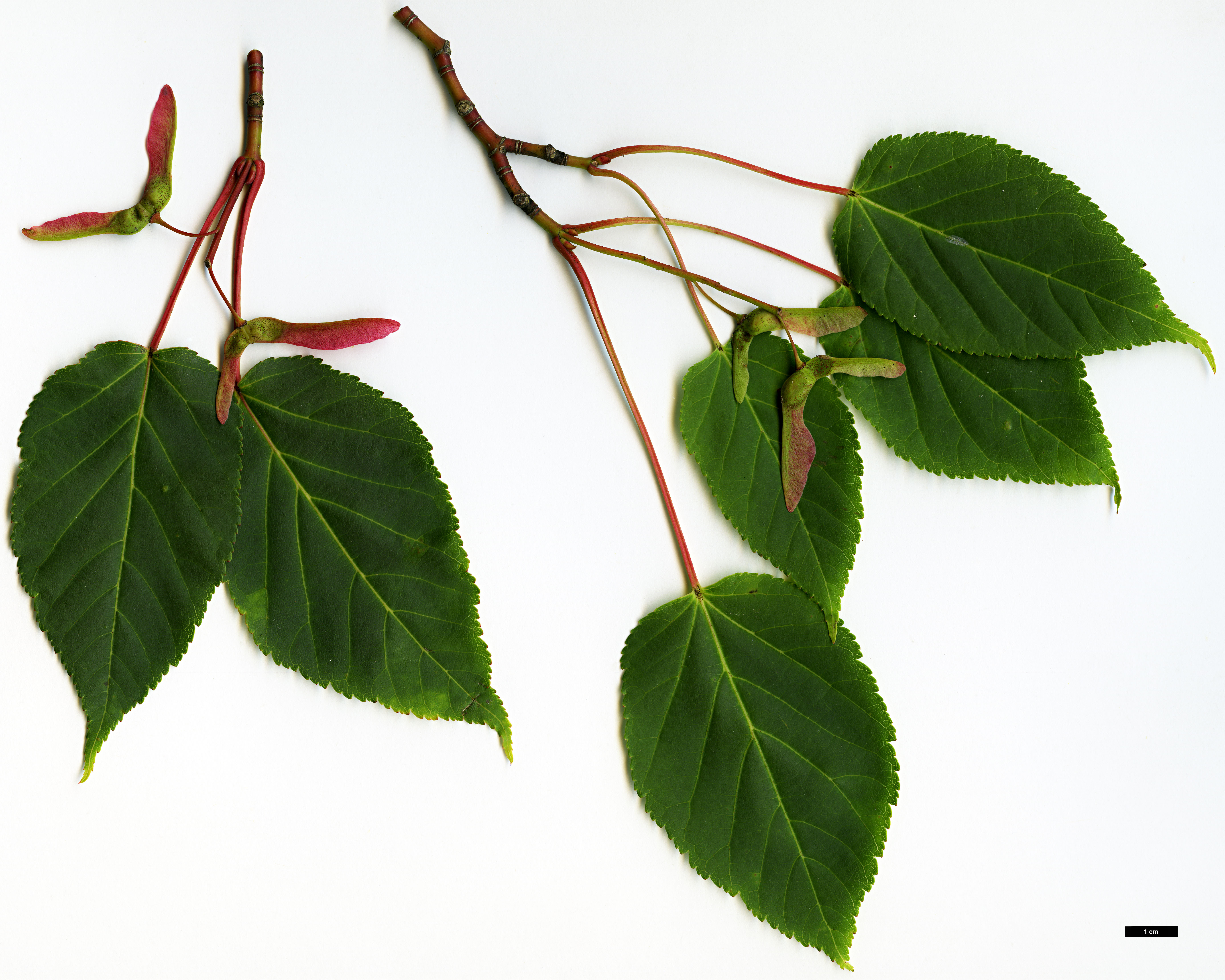 High resolution image: Family: Sapindaceae - Genus: Acer - Taxon: davidii