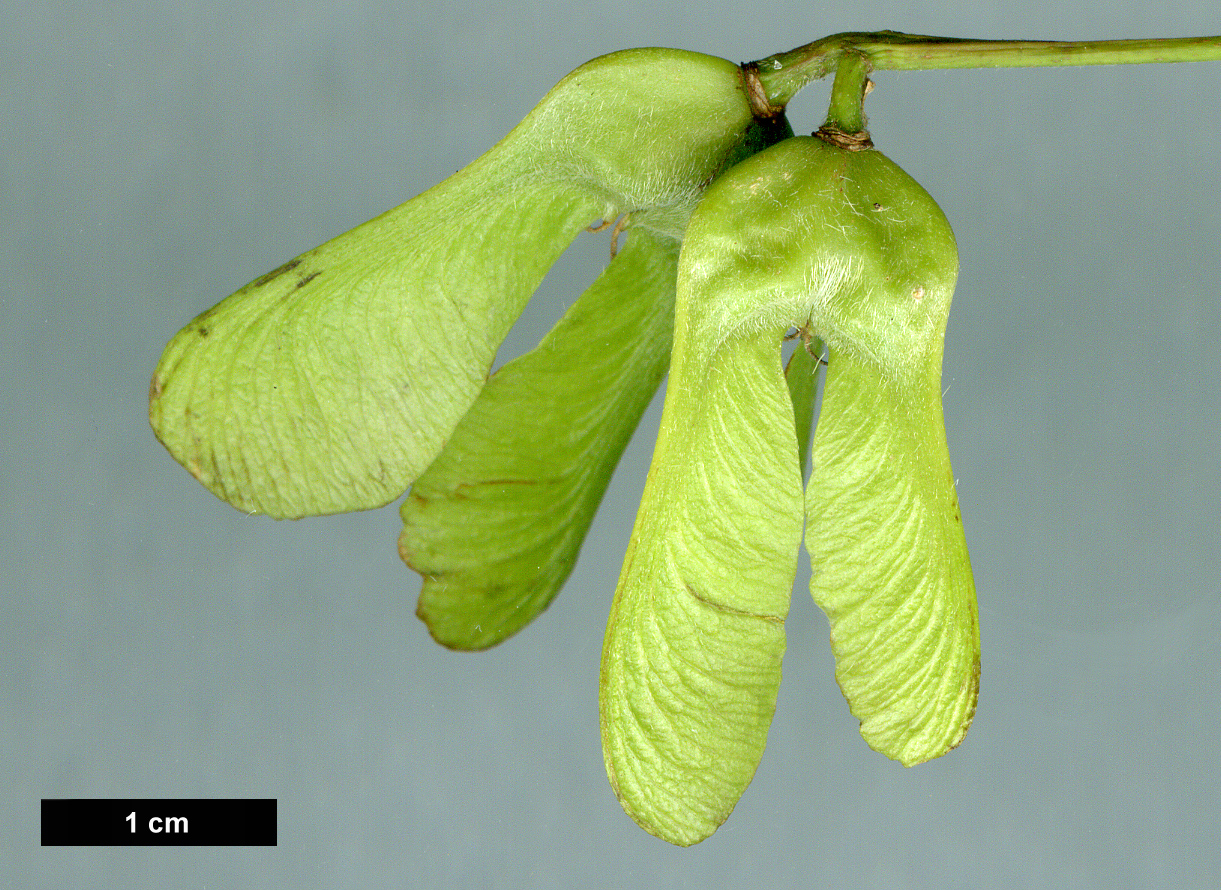 High resolution image: Family: Sapindaceae - Genus: Acer - Taxon: diabolicum