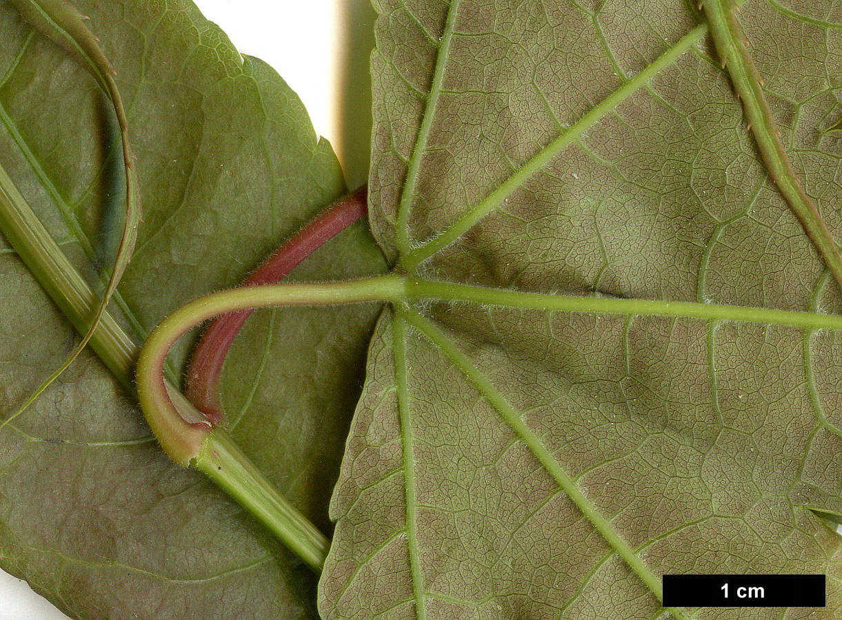 High resolution image: Family: Sapindaceae - Genus: Acer - Taxon: elegantulum