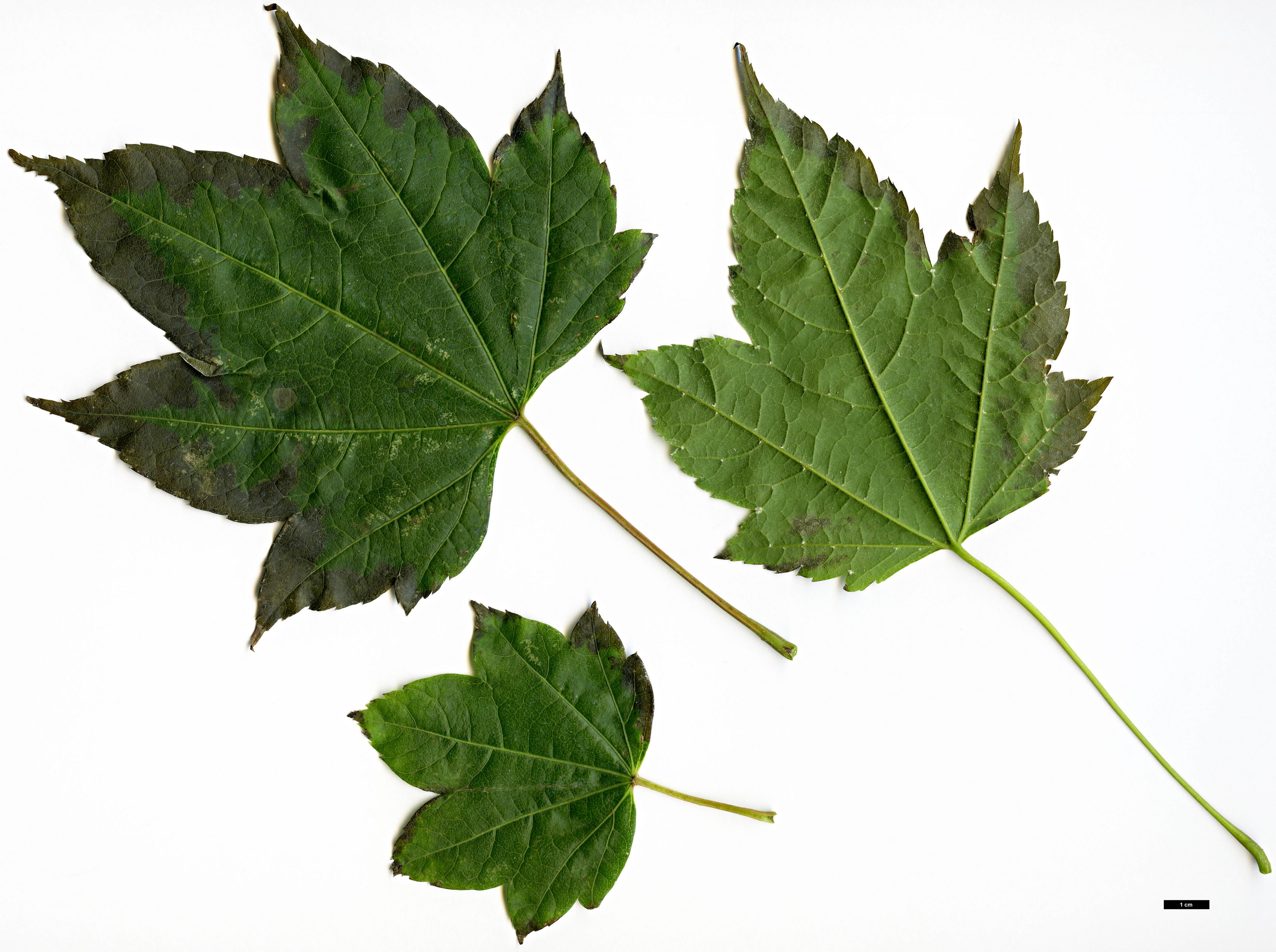 High resolution image: Family: Sapindaceae - Genus: Acer - Taxon: erianthum